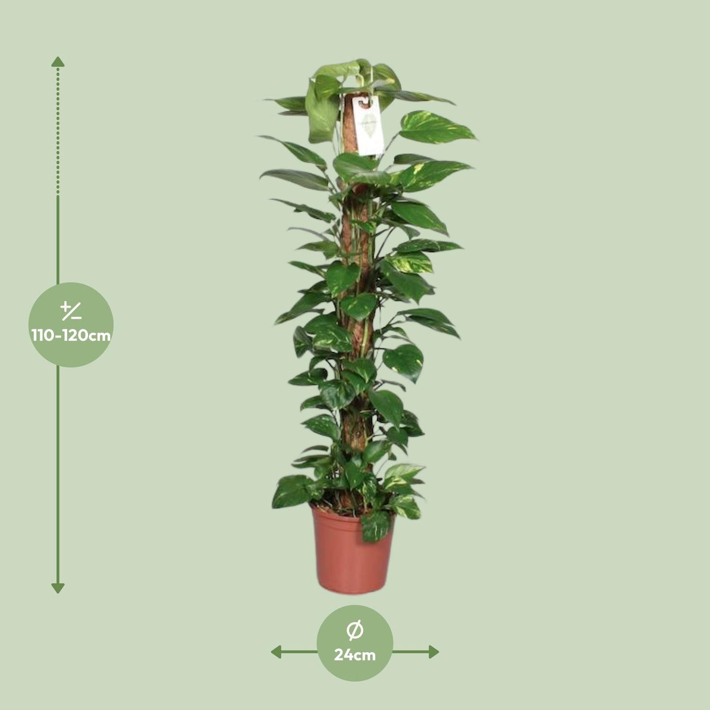 Epipremnum Pinnatum Mosstok 120cm Scindapsus - Ø24cm - ↕120cm - Pflanzfix24