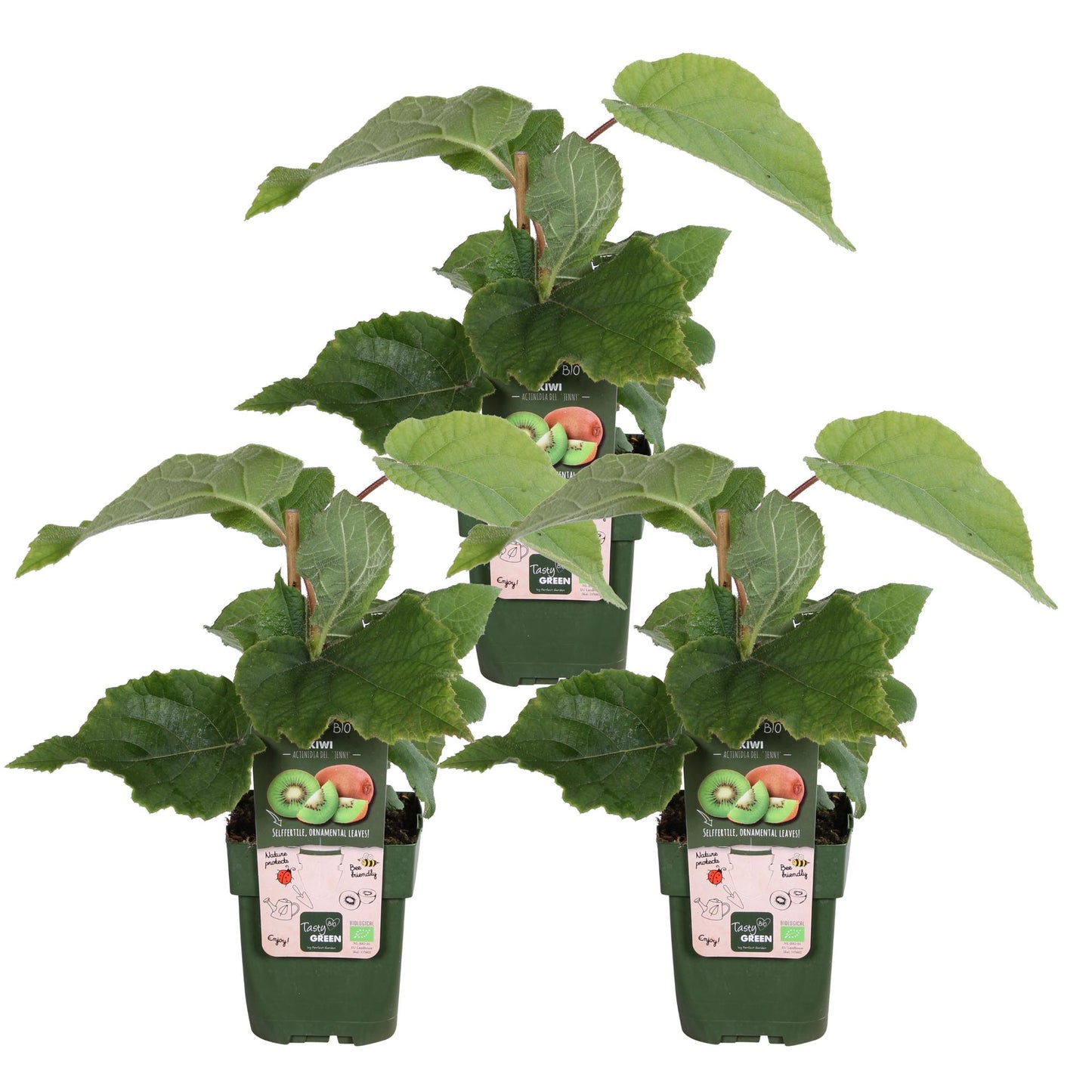 3x - Actinidia delciosioa 'Jenny' - ↨45cm - Ø13 - Pflanzfix24