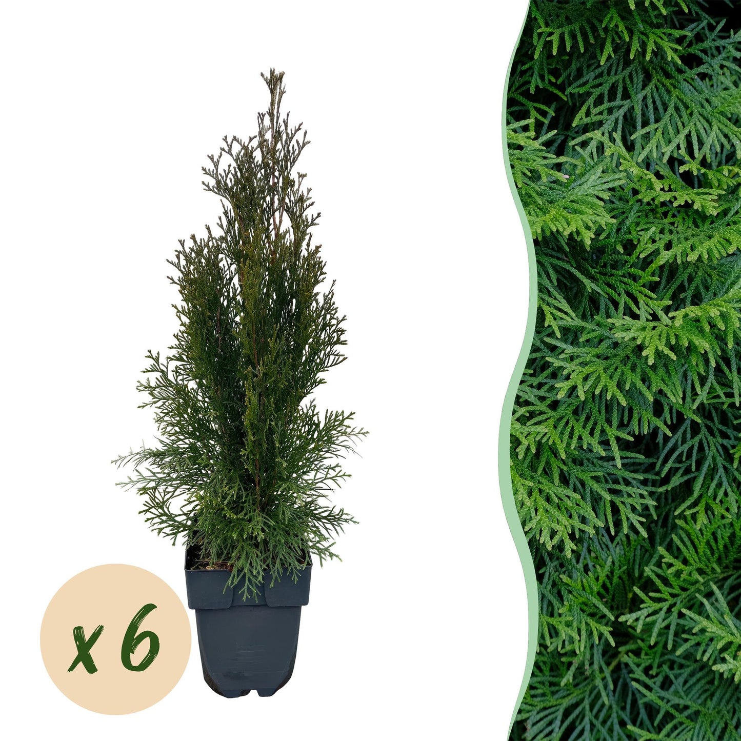 Thuja occidentalis Smaragd Heckenpflanzen - 6 Pflanzen - 1m - Pflanzfix24.de - Pflanzfix24.de