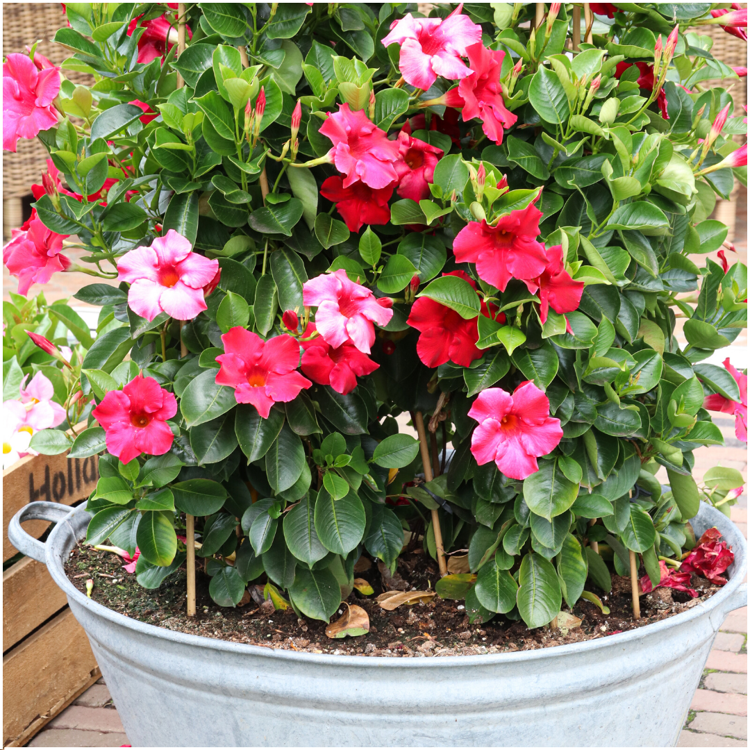 6 x Dipladenia Red - Mandevilla Red Ø12 cm - ↕25 cm - Pflanzfix24