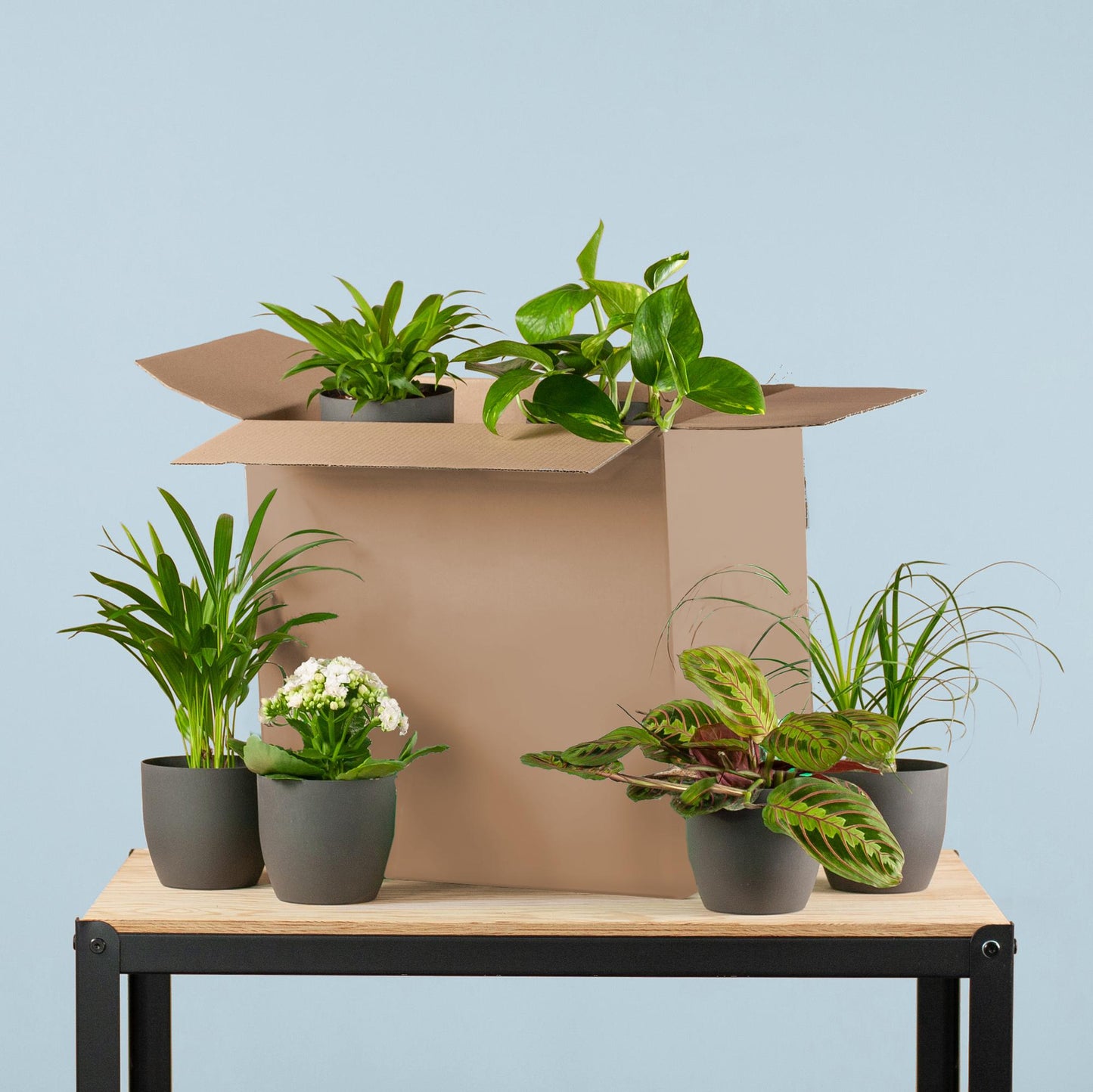 Green Misfitbox 6er-Set Zimmerpflanzen inkl. Töpfe – Pflanzfix24