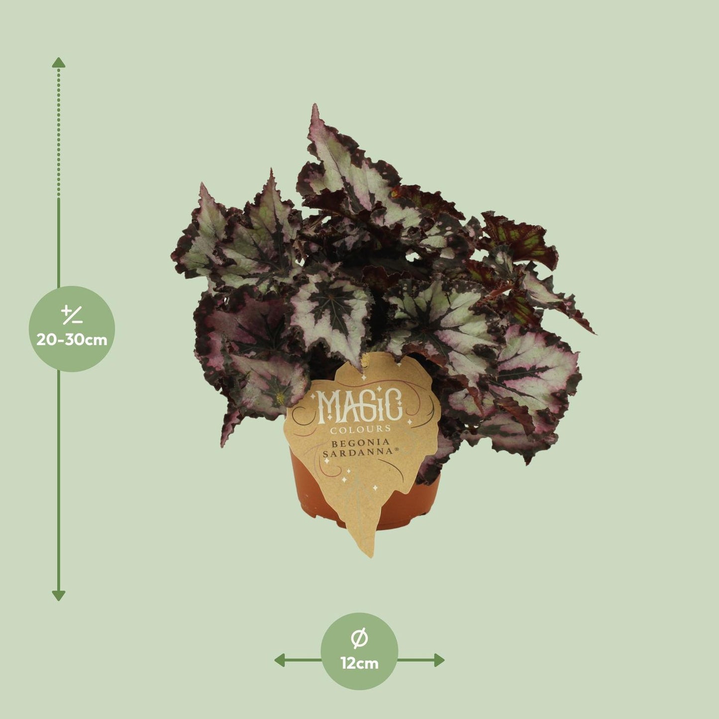 Begonia Rex Sardanna - Ø12 ↕25 von Pflanzfix24