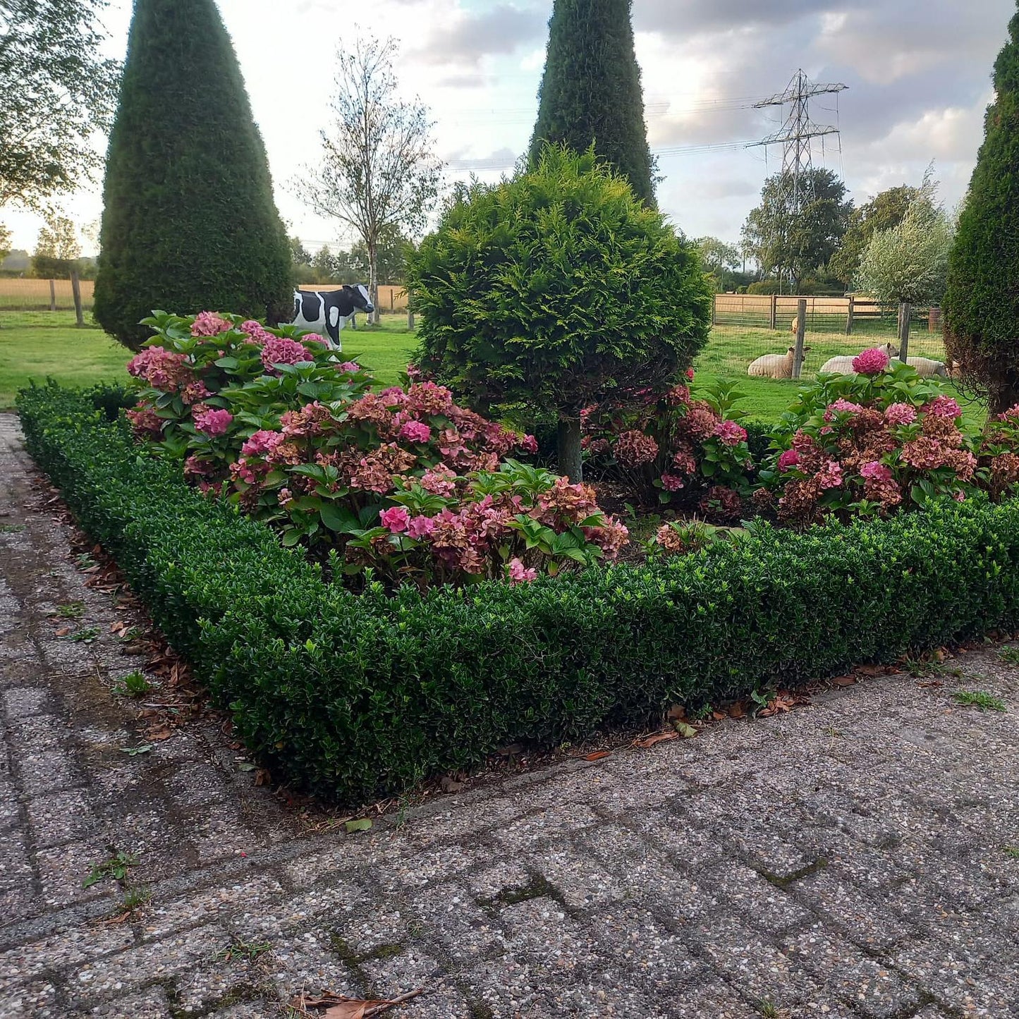 20x Euonymus japonicus 'Green Spire' von Pflanzfix24.de - Immergrüner Strauch für Ihr Gartenparadies - Pflanzfix24.de