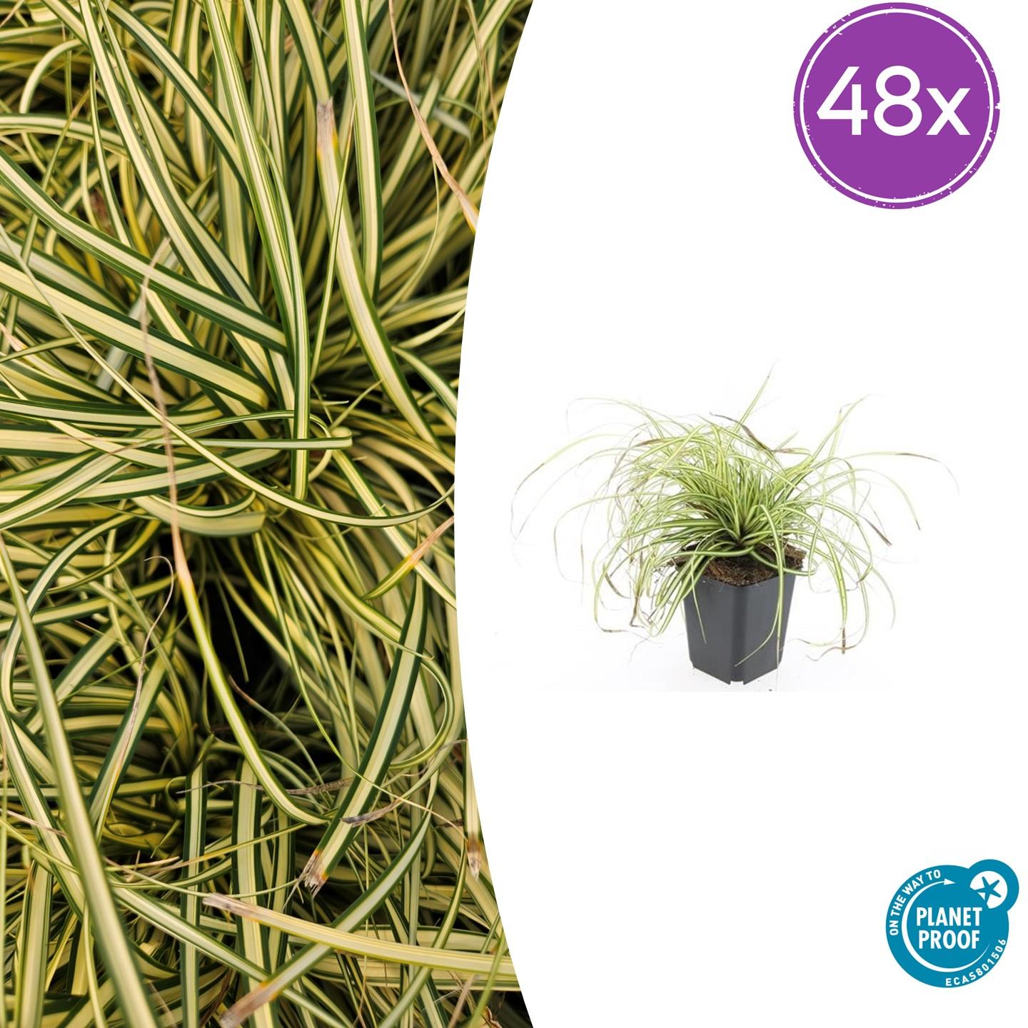 48x Carex oshim. 'Evergold' - ↕10-25cm - Ø9cm - Pflanzfix24