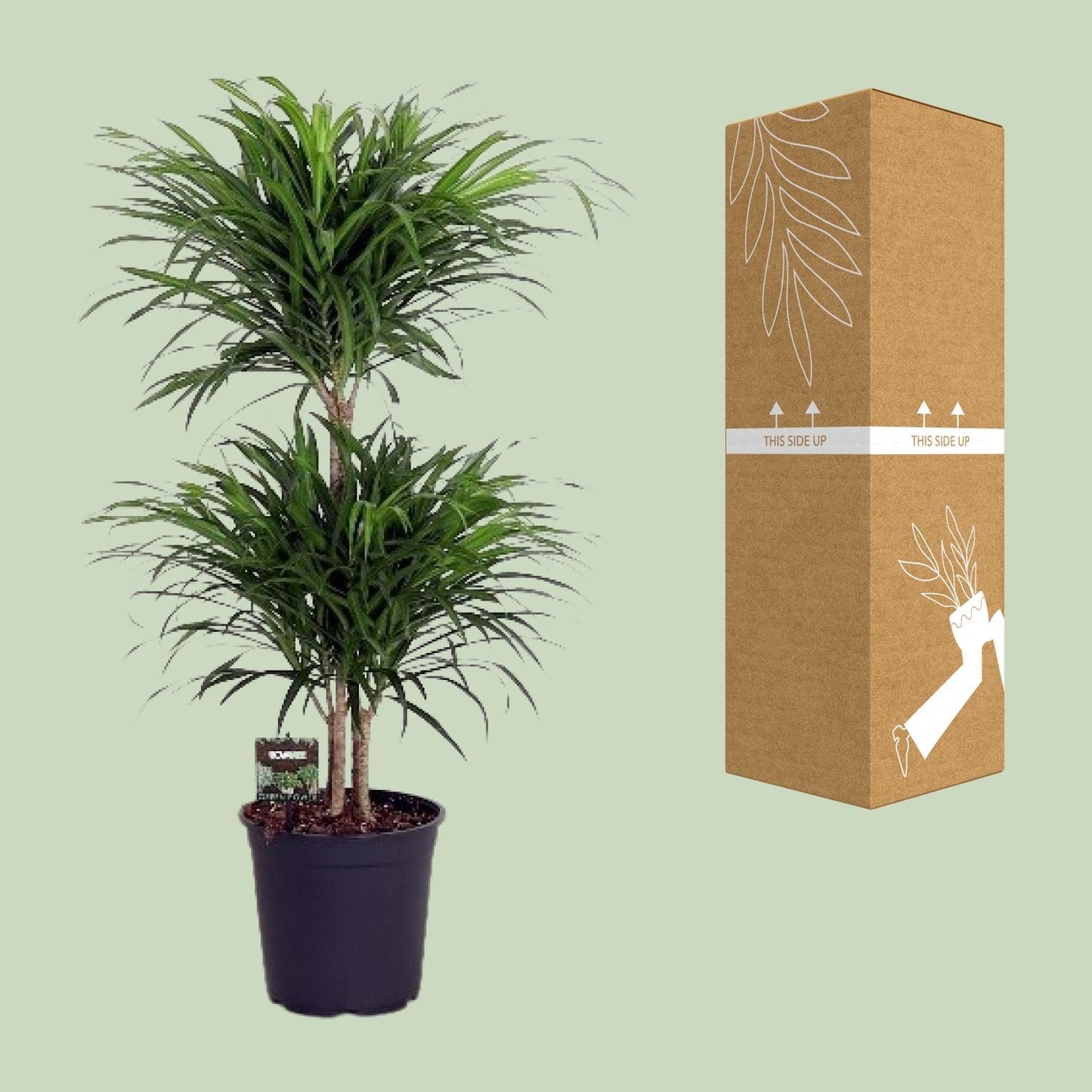 Dracaena Reflexa Anita - Ø24cm - ↕90cm - Pflanzfix24