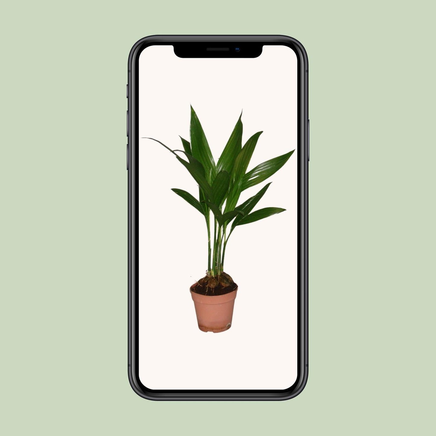 Areca Catechu - Ø12cm - ↕50cm - Pflanzfix24