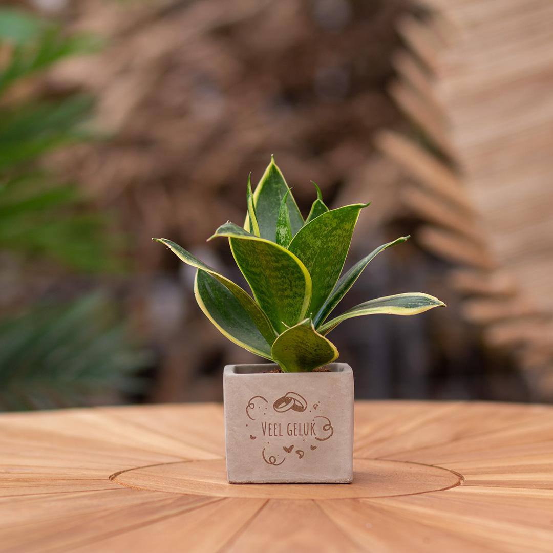 Congreet plantpots + Sansevieria | Veel geluk - Pflanzfix24.de - Pflanzfix24.de