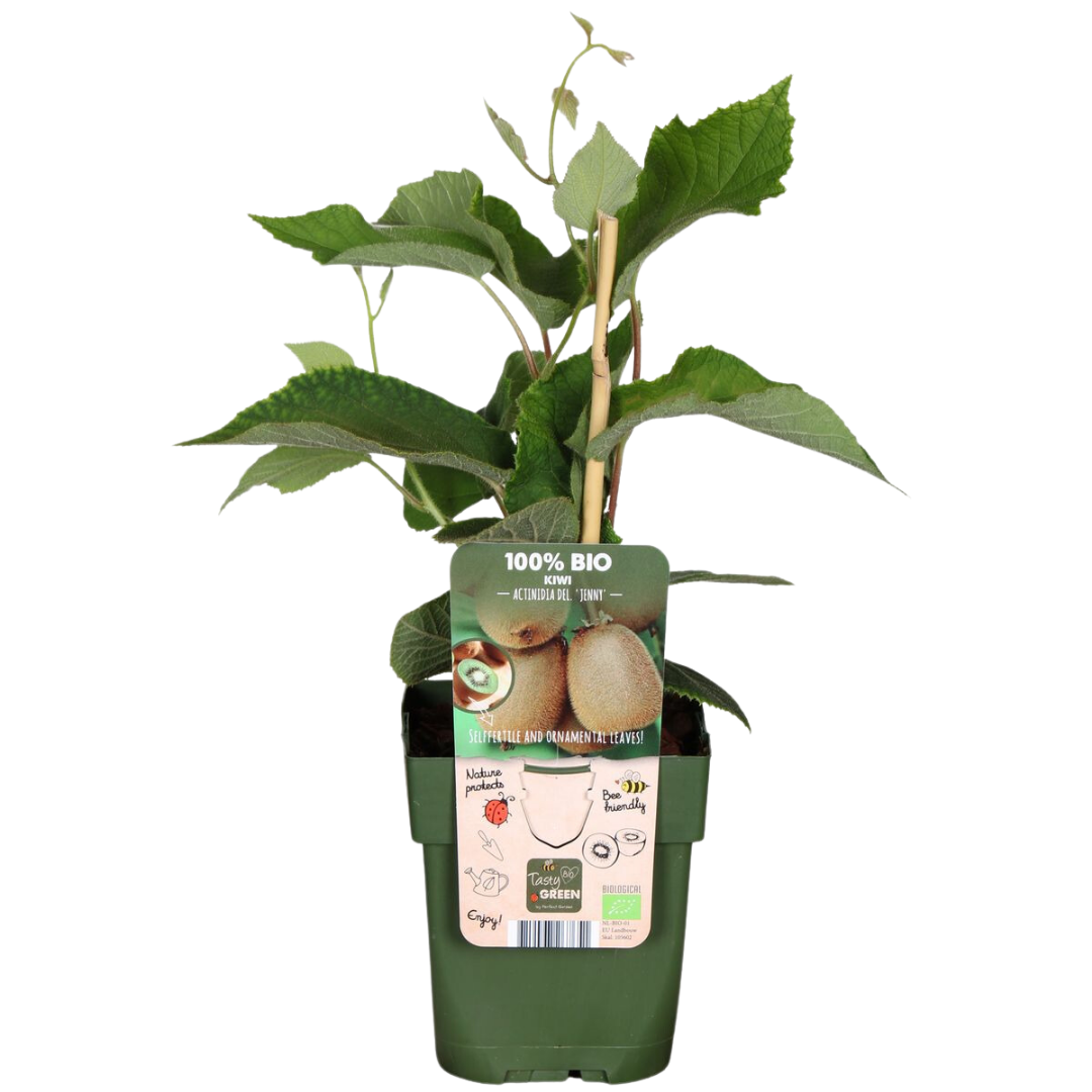 Sommerfrüchte Mix Set BIO – 4 Obstpflanzen | Pflanzfix24.de - Pflanzfix24.de