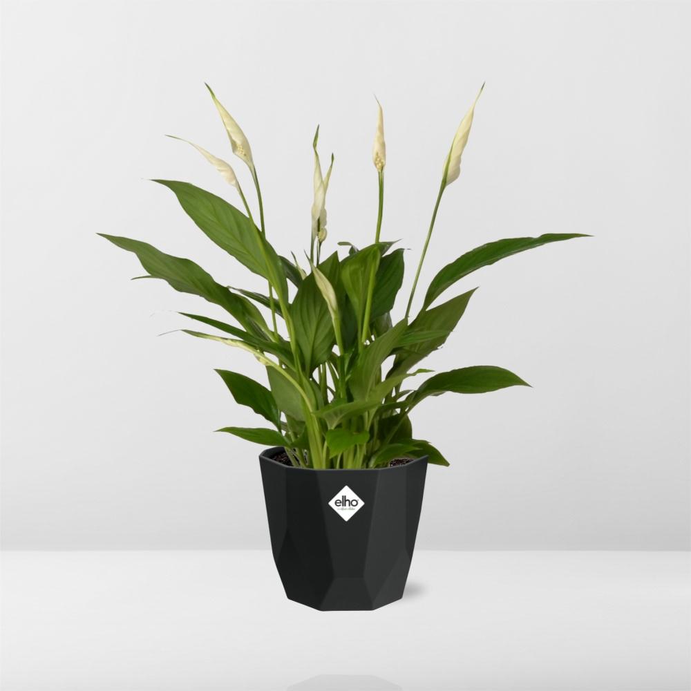 Spathiphyllum 12cm Torelli in 14cm b.for rock living black - Pflanzfix24
