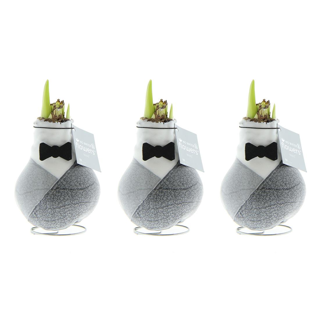 No Water Flowers® Giletz Bowtie (3er Pack) + Rote Blume - Pflanzfix24