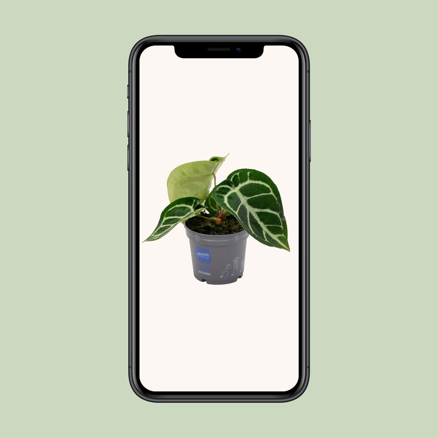 Anthurium Clarinervium - Ø12cm - ↕20cm von Pflanzfix24