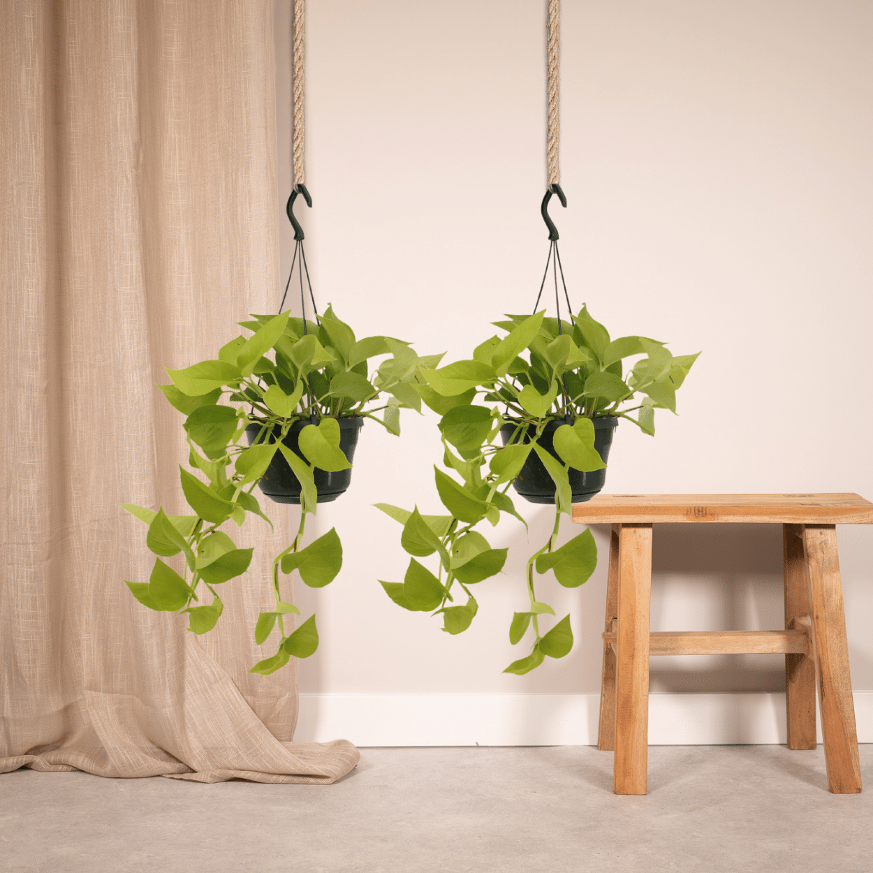 Epipremnum Golden Pothos (Scindapsus) - 2 Stücke - Pflanzfix24.de - Pflanzfix24.de