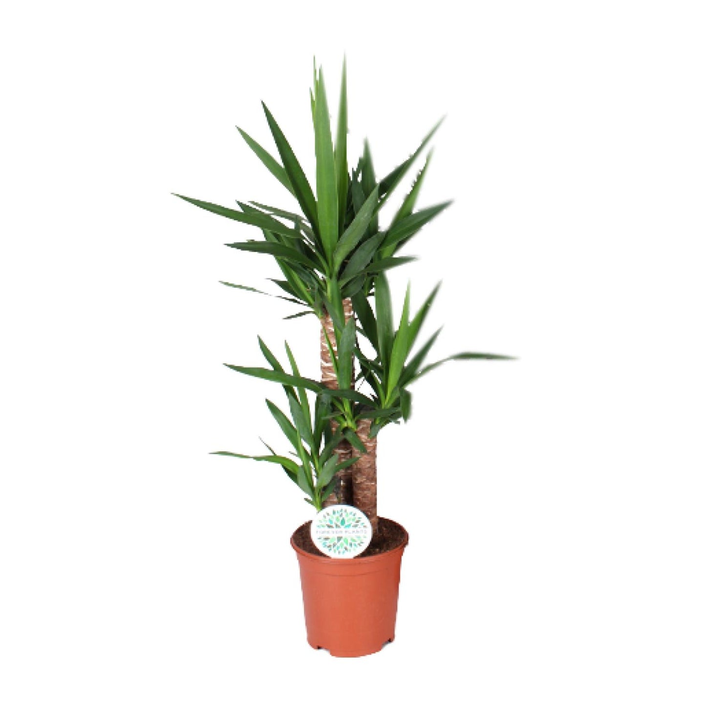 Yucca 90 cm - Ø21 cm - pflanzfix24