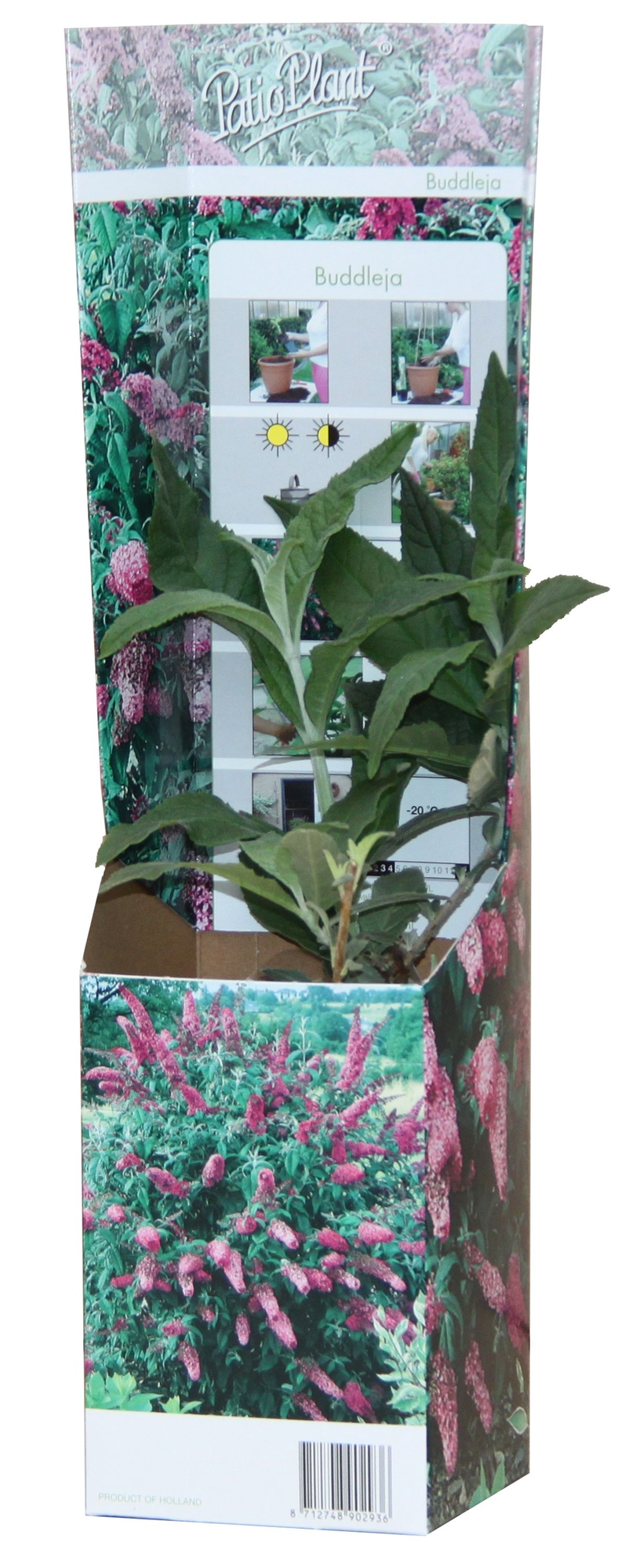 20x Buddleja Davidii Mix - Pflanzfix24