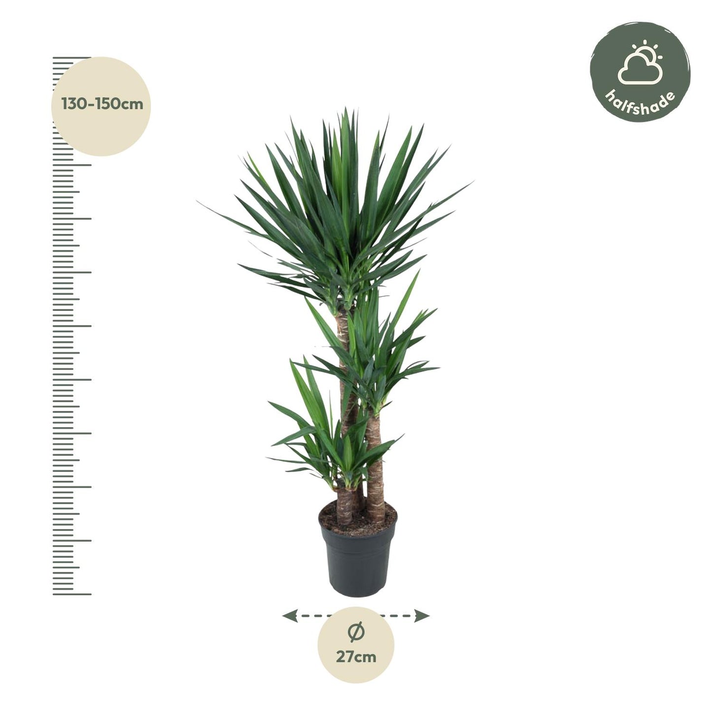 Yucca Elephantipes 140 cm – Pflanzfix24.de - Pflanzfix24.de