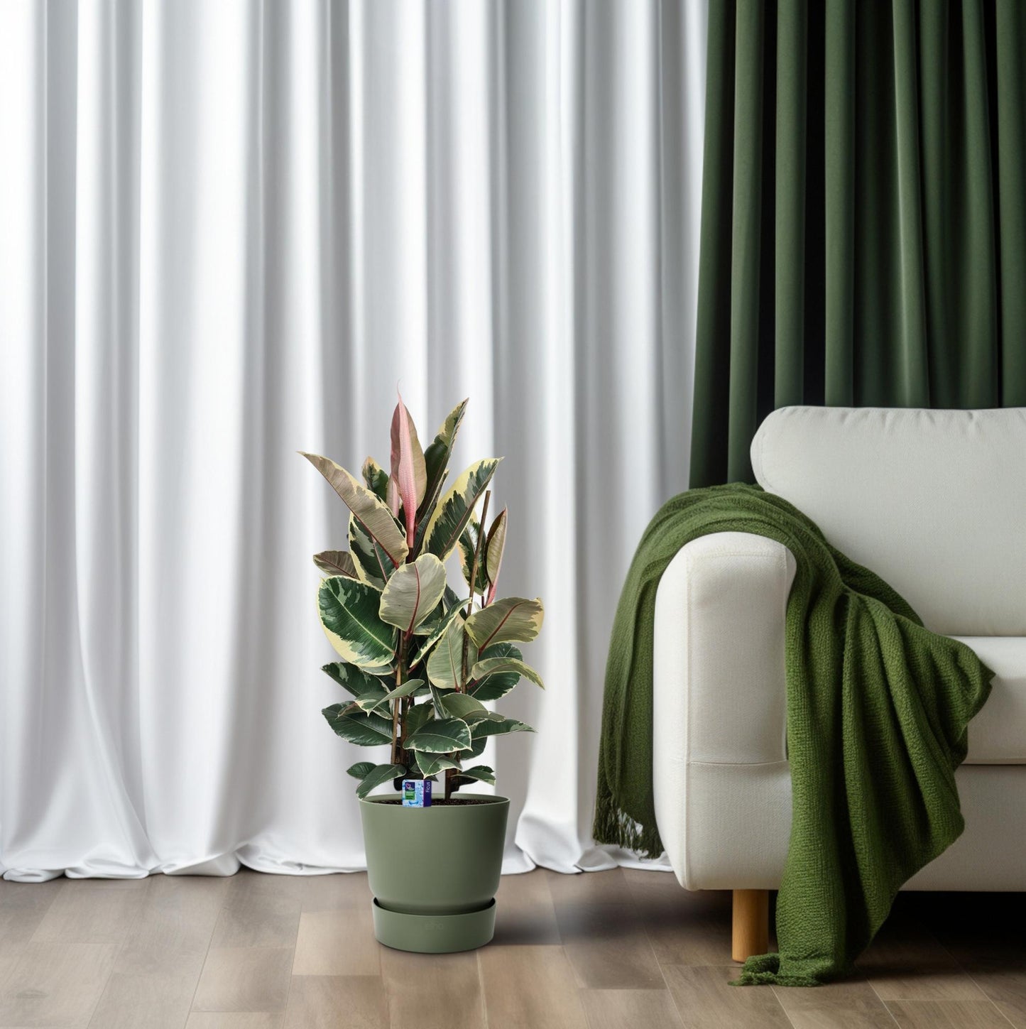 Ficus Elastica Tineke - Ø27cm - ↕85cm bei Pflanzfix24