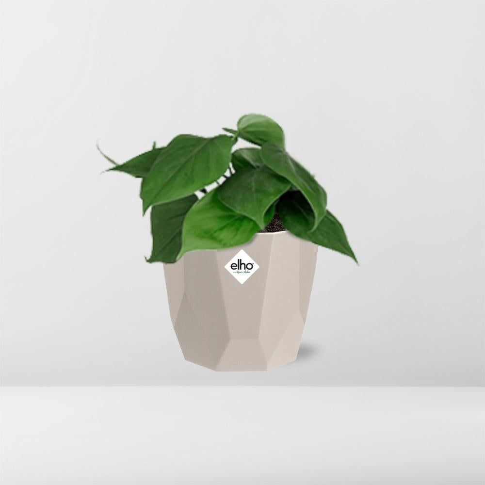 Philodendron Scandens in ELHO b.for rock 14 cm warm grey - Pflanzfix24