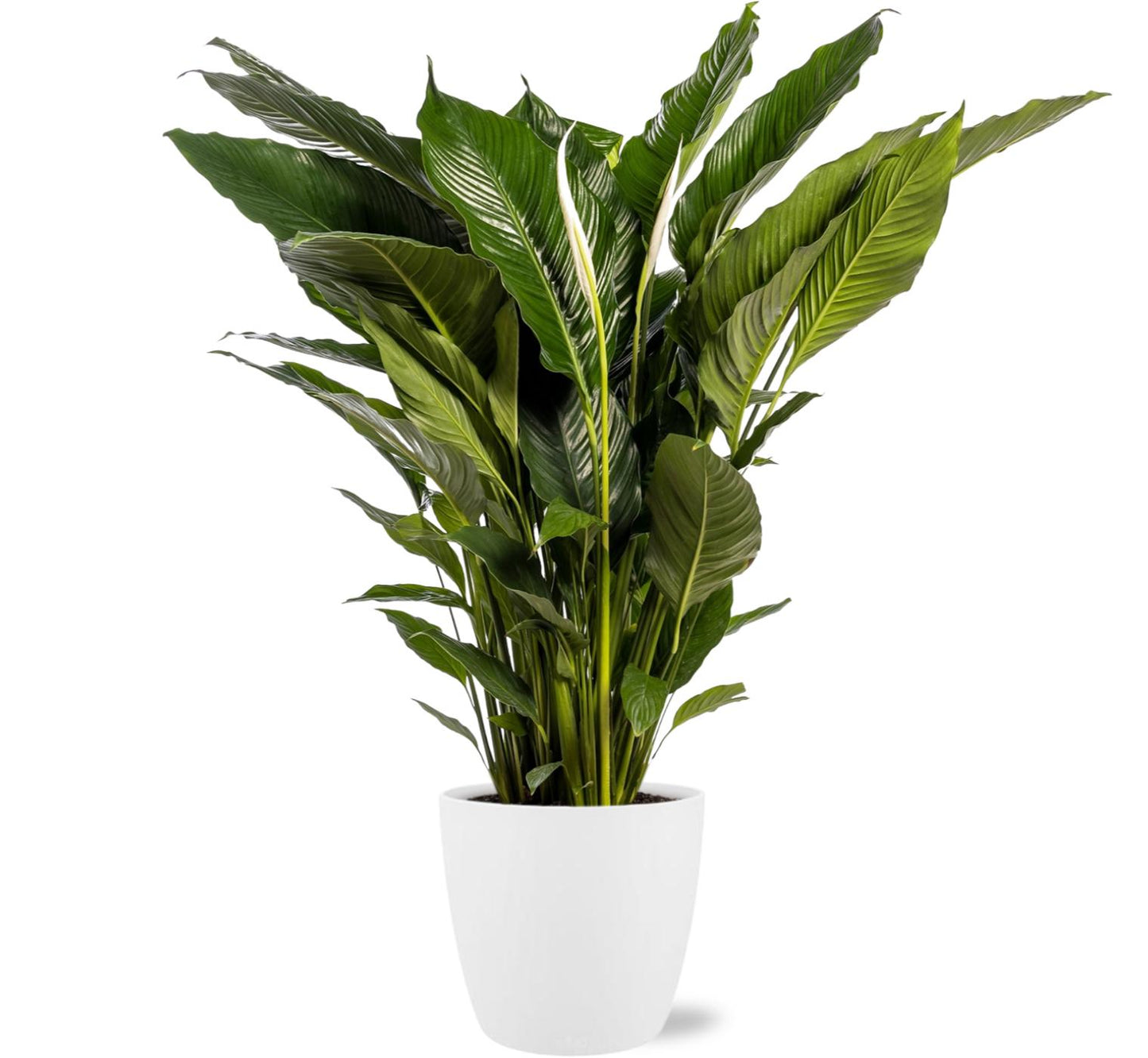 Spathiphyllum Sweet Sebastiano Ø24cm + Topf Weiß D25x23cm | pflanzfix24.de - Pflanzfix24.de