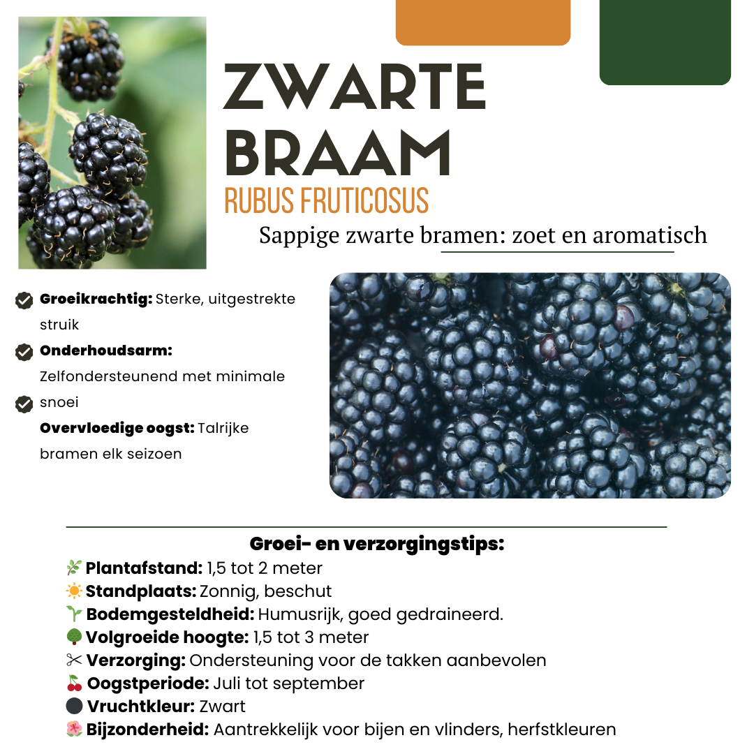 Früchte-Party BIO Beeren-Set – 3 Obstpflanzen | Pflanzfix24.de - Pflanzfix24.de