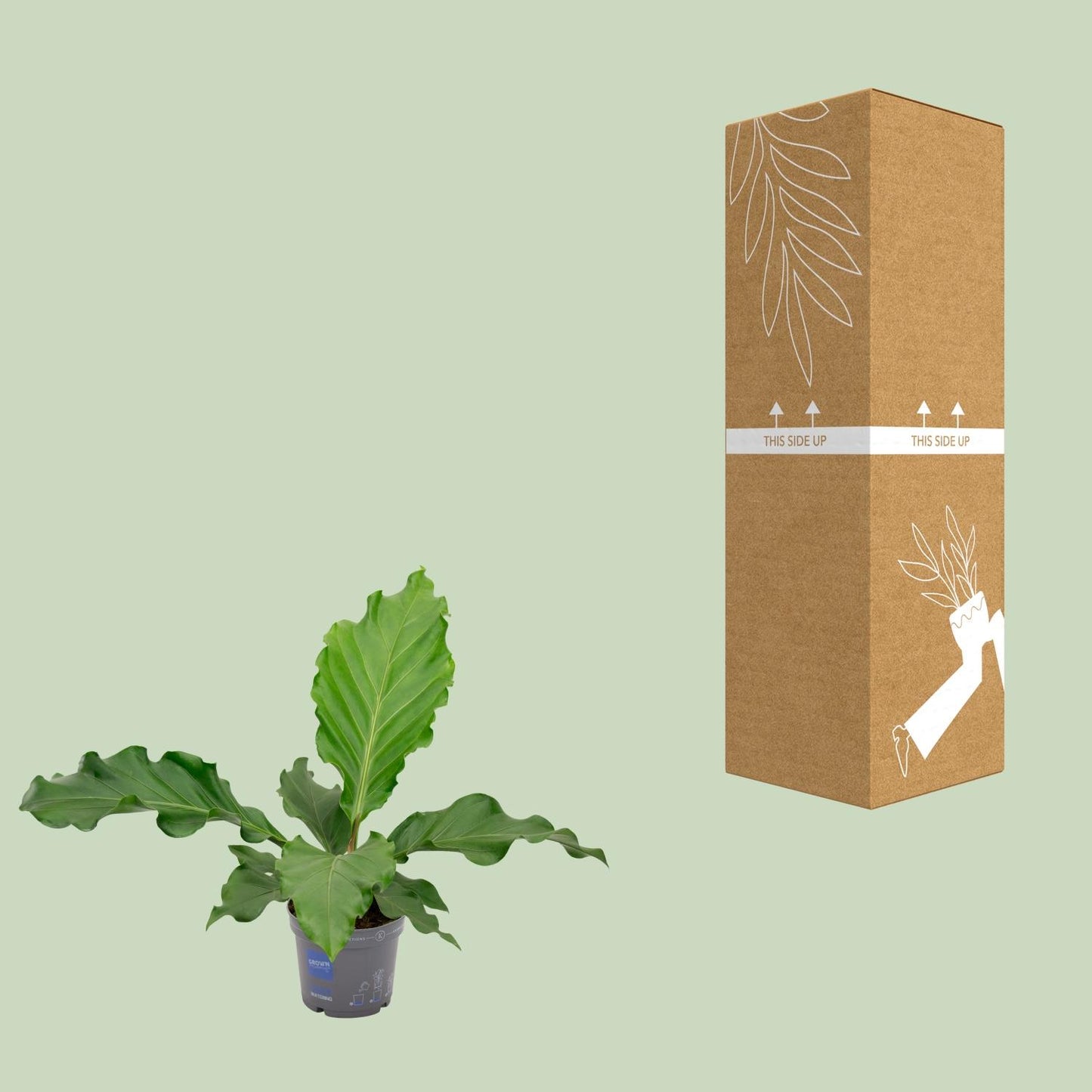 Anthurium Birdnest - Ø17cm - ↕55cm - Pflanzfix24