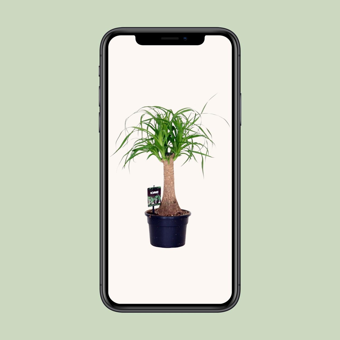 Beaucarnea Nolina - Ø17cm - ↕50cm - Pflanzfix24
