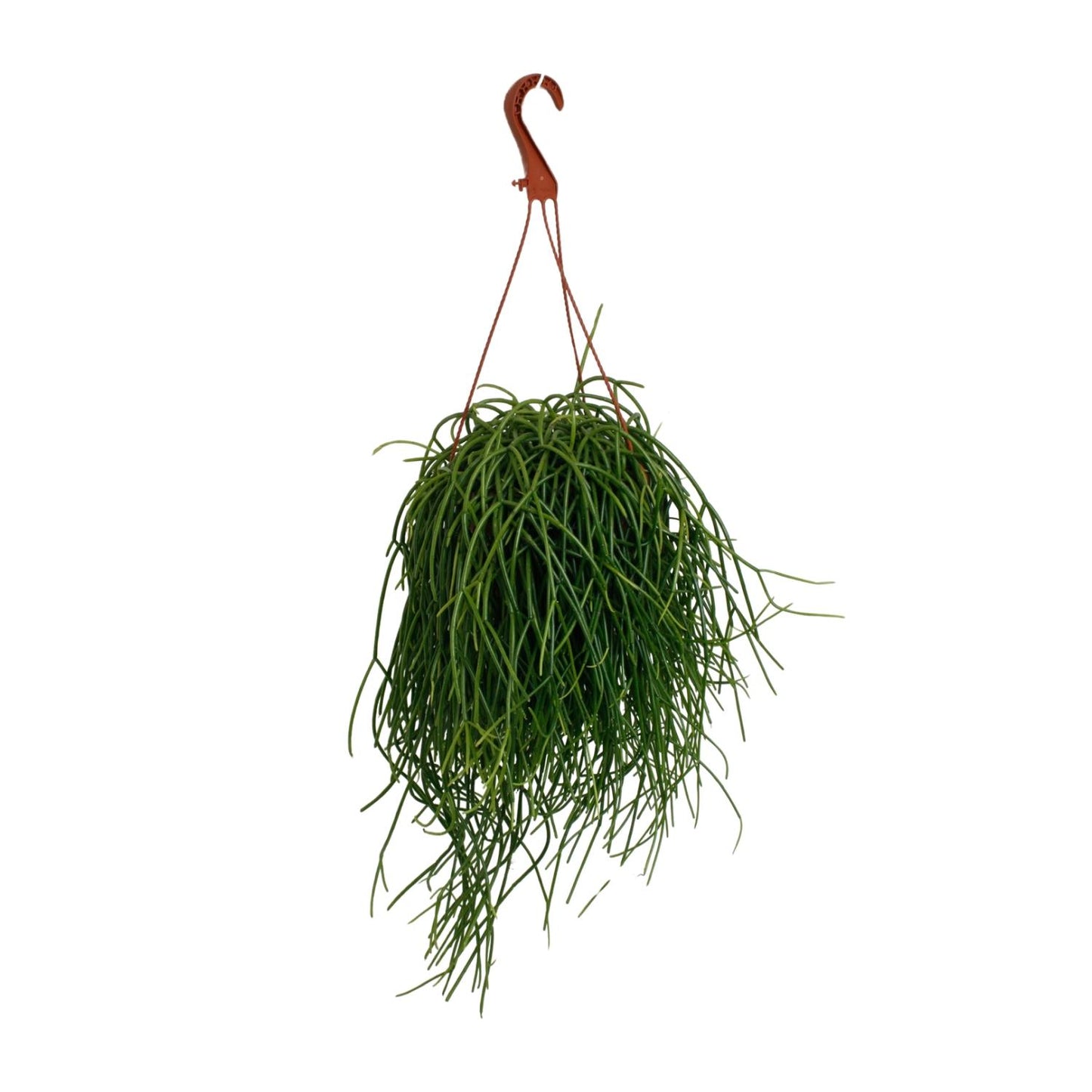 Rhipsalis Shaferi - Ø17cm - ↕45cm - Pflanzfix24