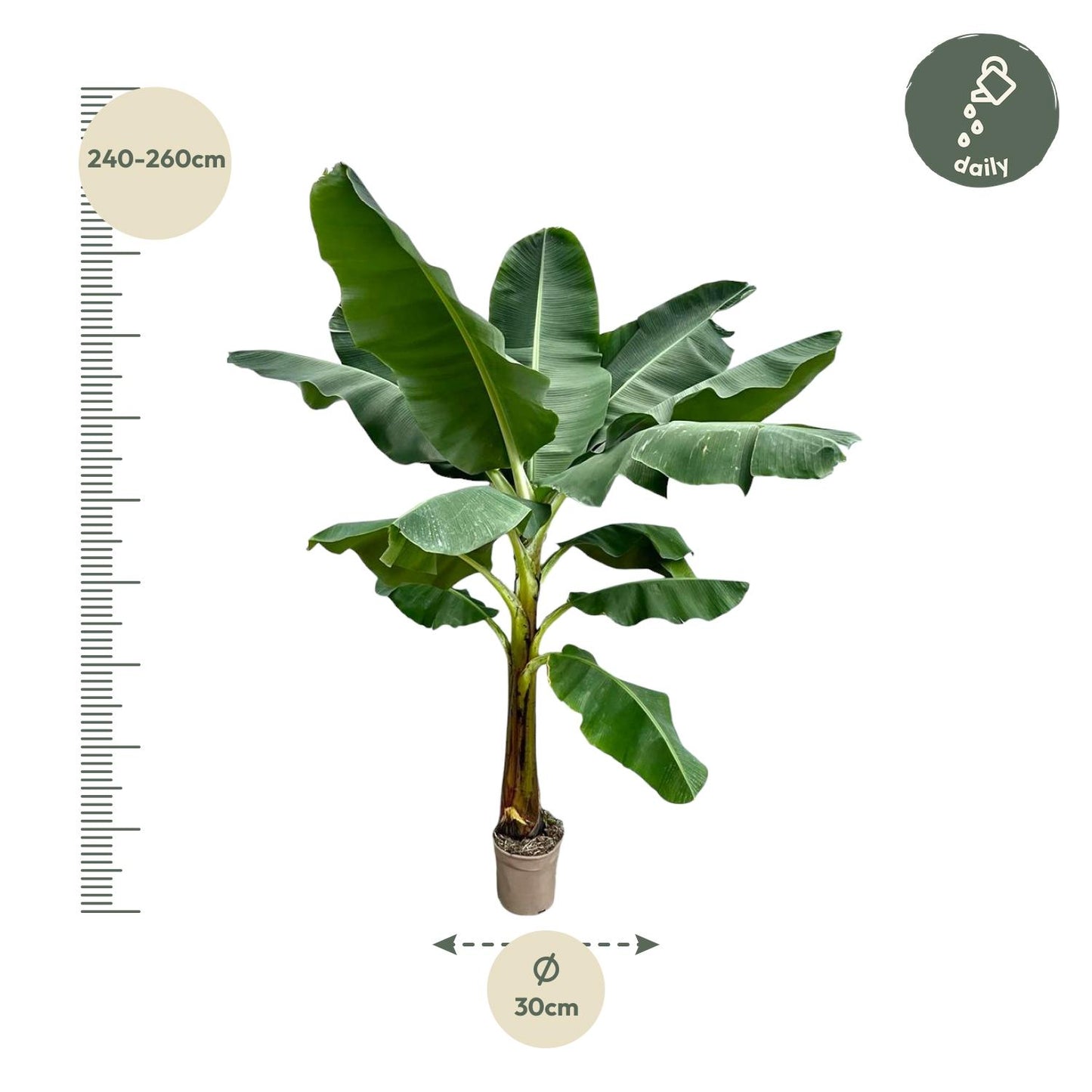 Bananenplant (Musa) - 250 cm - ø30 - Pflanzfix24