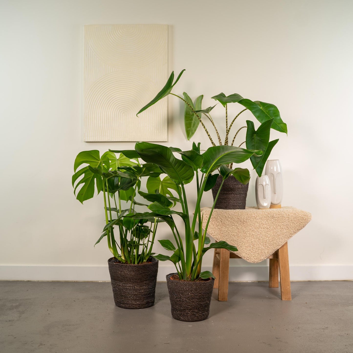 Zimmerpflanzen-Set Monstera, Alocasia & Strelitzia – Pflanzfix24.de - Pflanzfix24.de