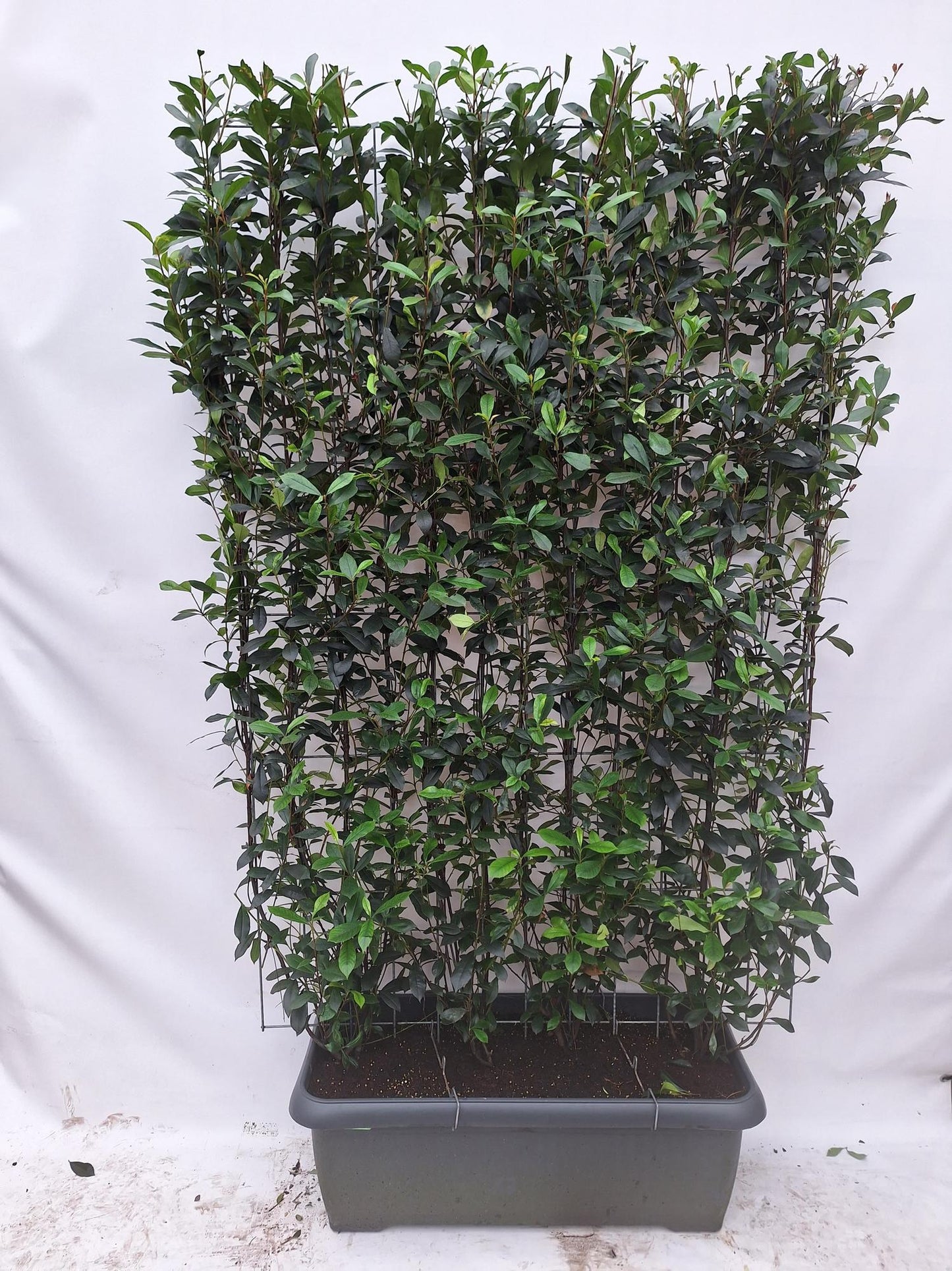 Photinia fraseri 'Carré Rouge' - Fertighecke - 120 x 180 cm - Pflanzfix24