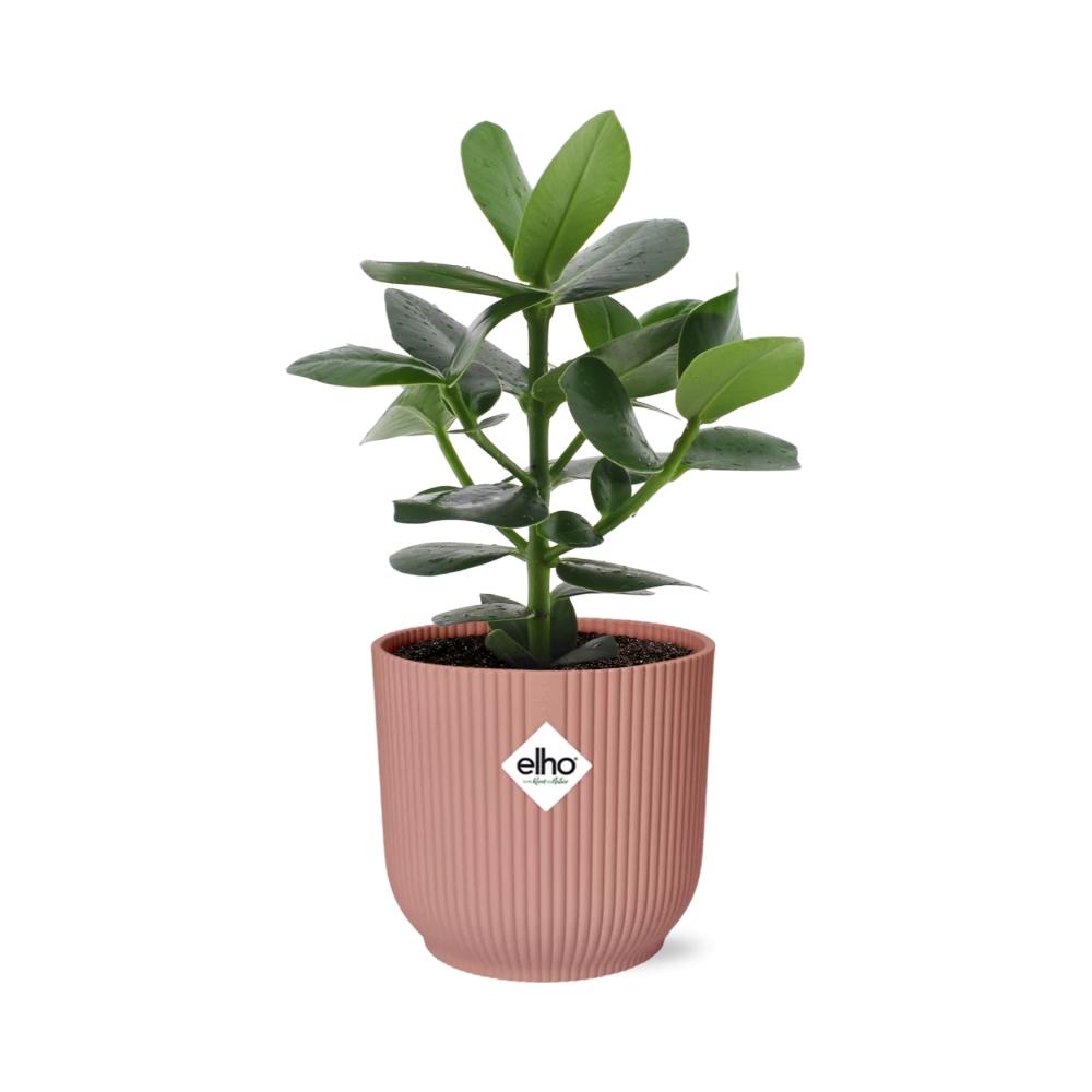 Clusia Princess in ELHO Vibes Fold 14cm roze - Pflanzfix24