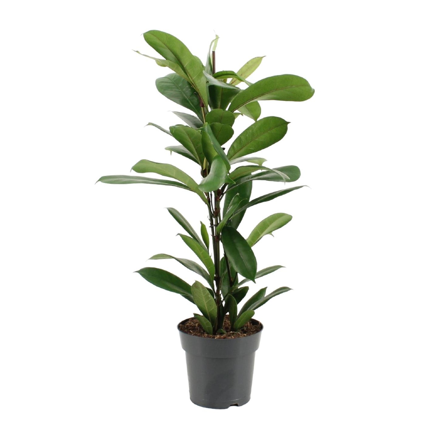 Ficus Cyathistipula - Ø17cm - ↕70cm von Pflanzfix24