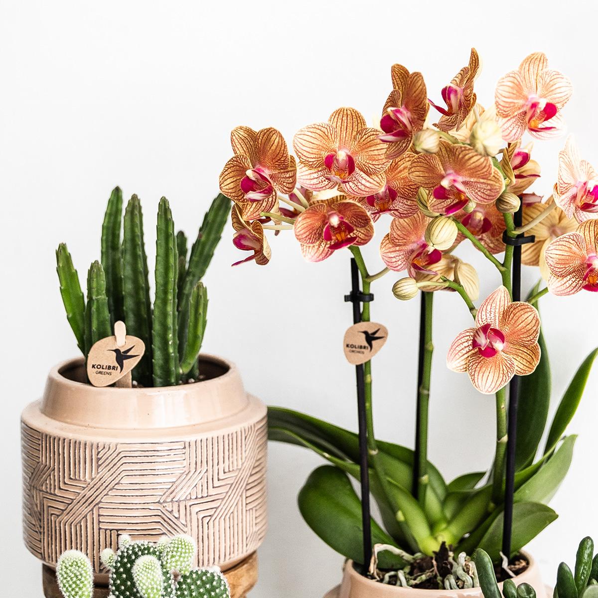 Stapelia Kaktus Ø9cm – Zimmerpflanze bei Pflanzfix24.de - Pflanzfix24.de