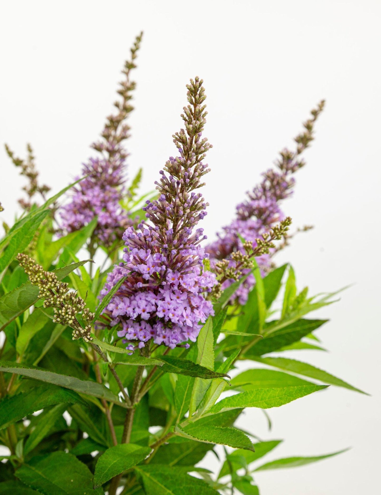 Buddleja dav. 'Butterfly Candy Little Lila' - Ø19cm - ↕25cm - Pflanzfix24