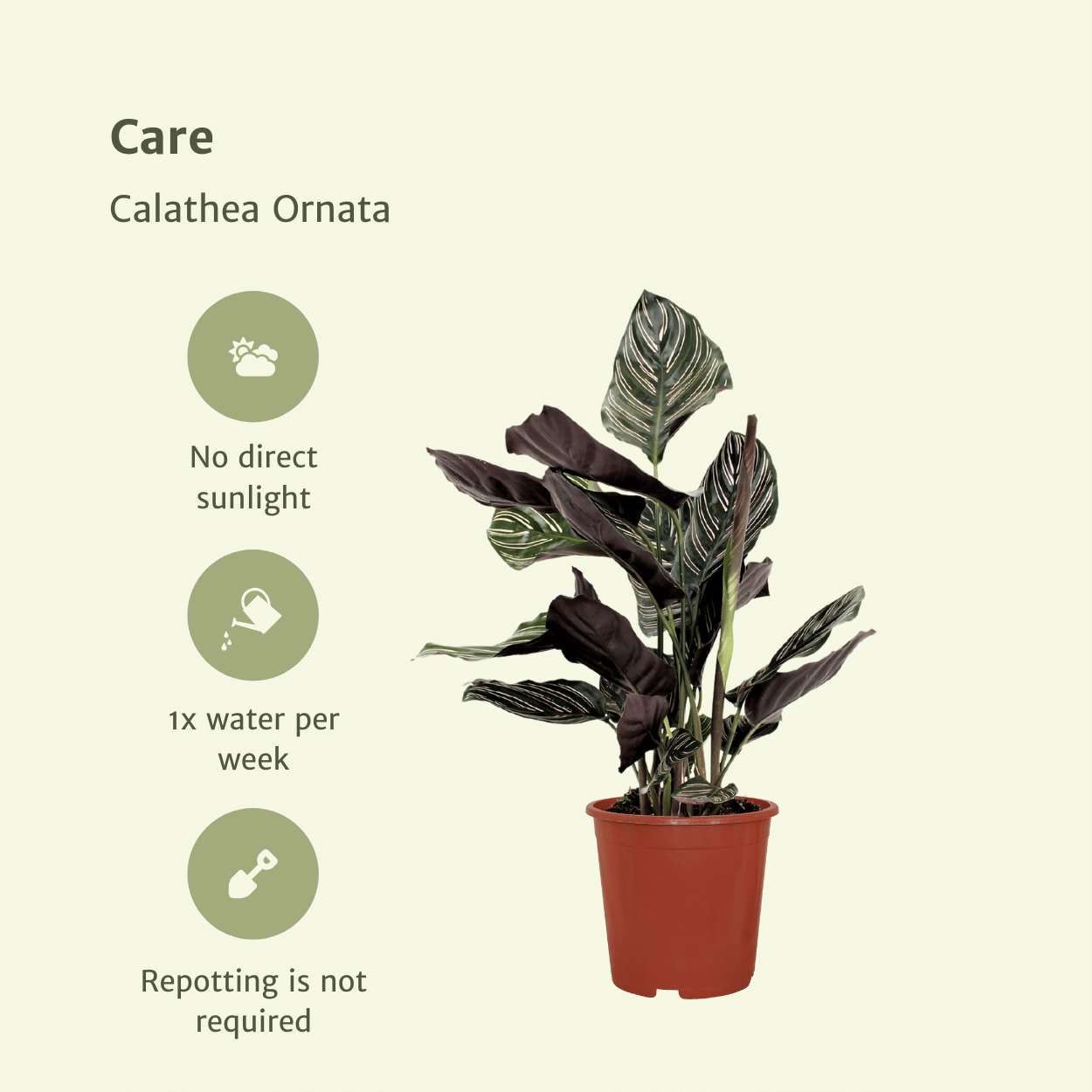 2x Calathea Ornata - Pfauenpflanze - 50cm - ø14 - Pflanzfix24.de - Pflanzfix24.de