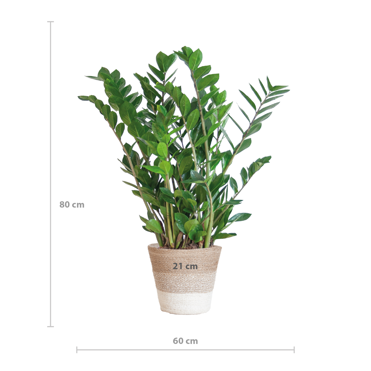 Zamioculcas mit Jutekorb Lissabon – 80cm – Pflanzfix24.de - Pflanzfix24.de