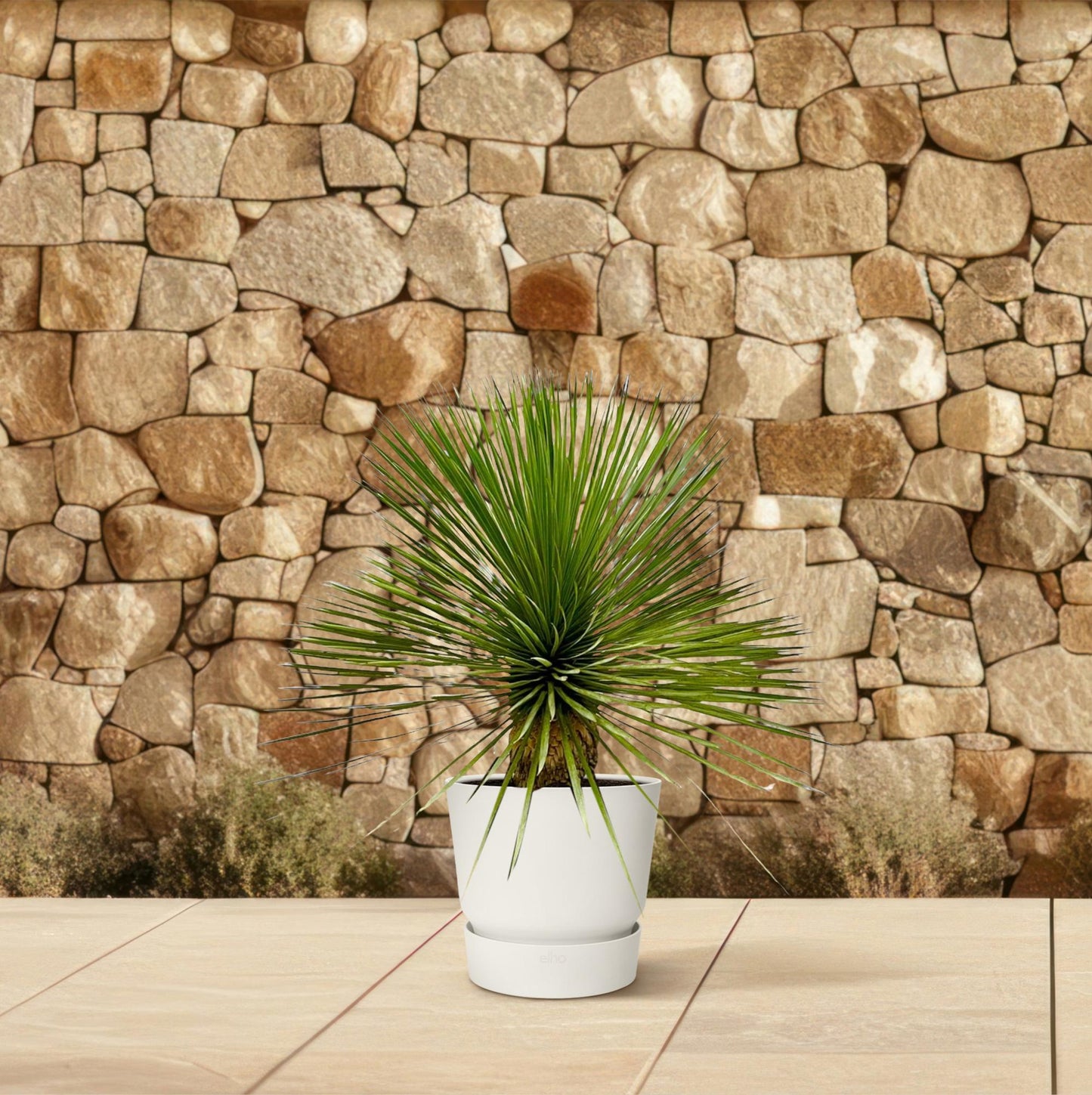 Yucca Rostrata 70 cm Stamm im Ø27 cm Topf – Pflanzfix24.de - Pflanzfix24.de