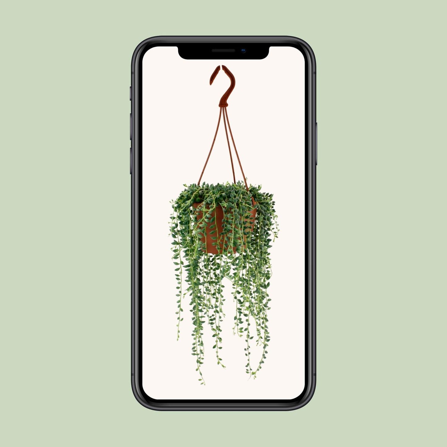Senecio Herreianus Ø12 cm – pflegeleichte Zimmerpflanze | Pflanzfix24.de - Pflanzfix24.de