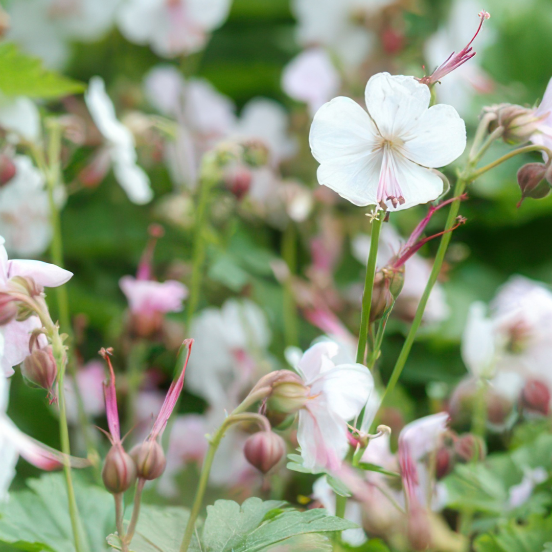 Geranium – 6 Jungpflanzen | Pflanzfix24.de - Pflanzfix24.de