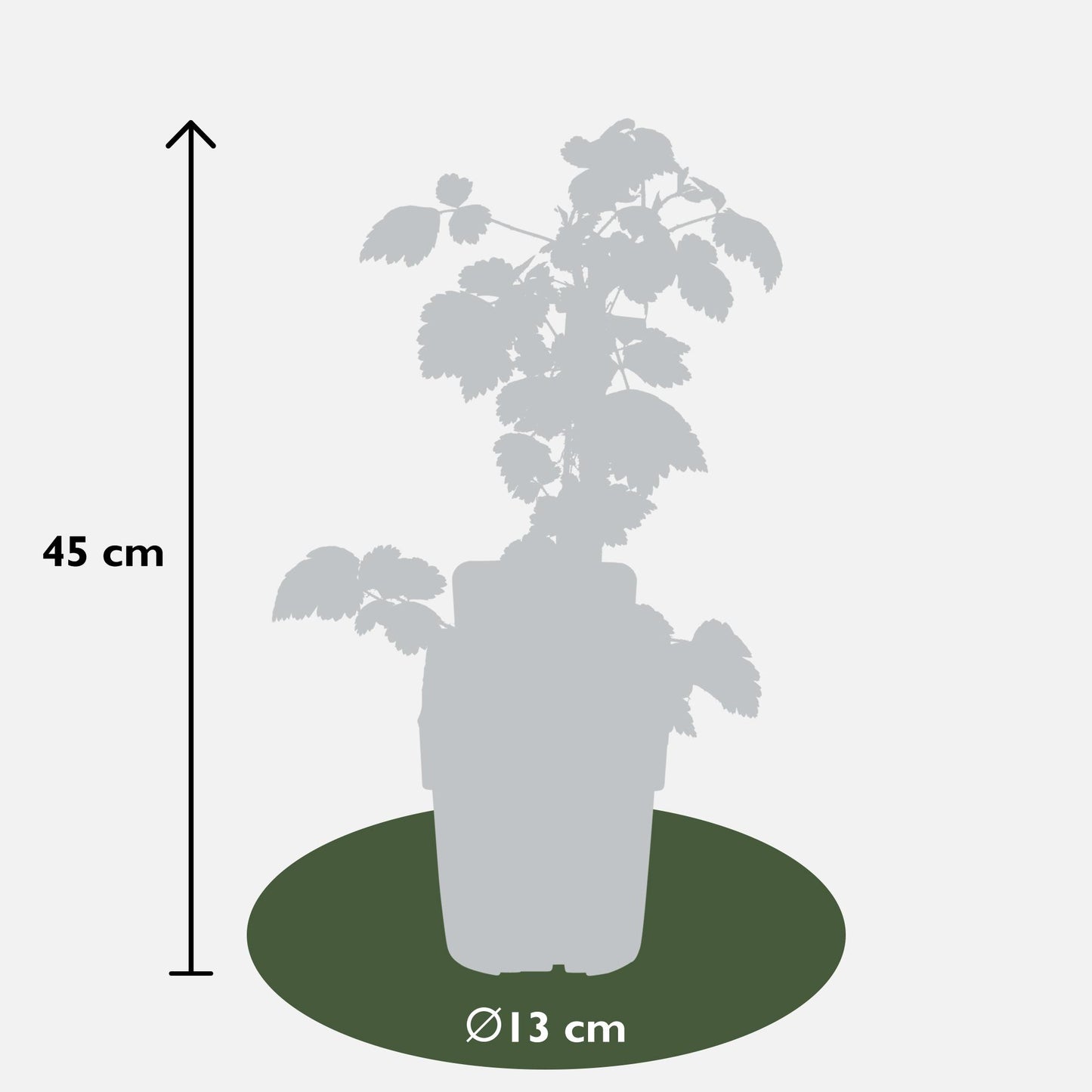 3x - Rubus mix - ↨45cm - Ø13 - Pflanzfix24