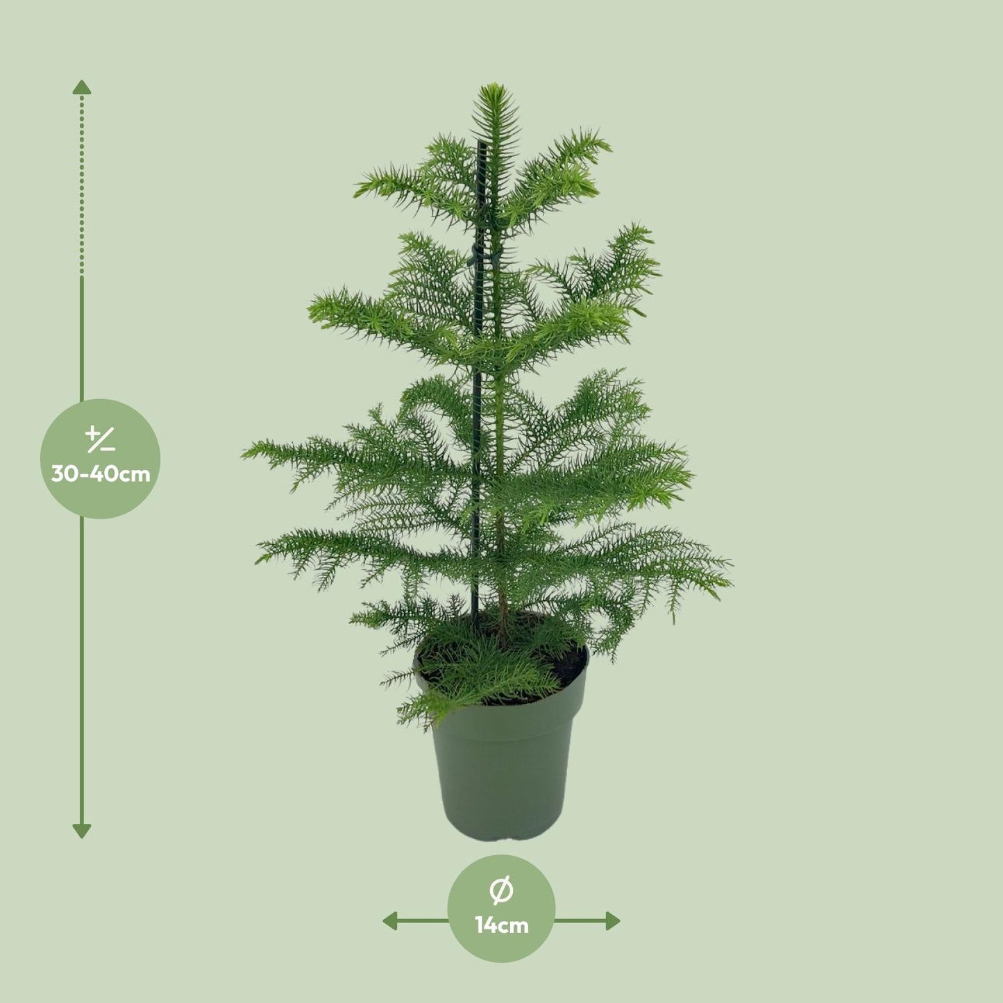 Araucaria Heterophylla - Ø14cm - ↕40cm - Pflanzfix24