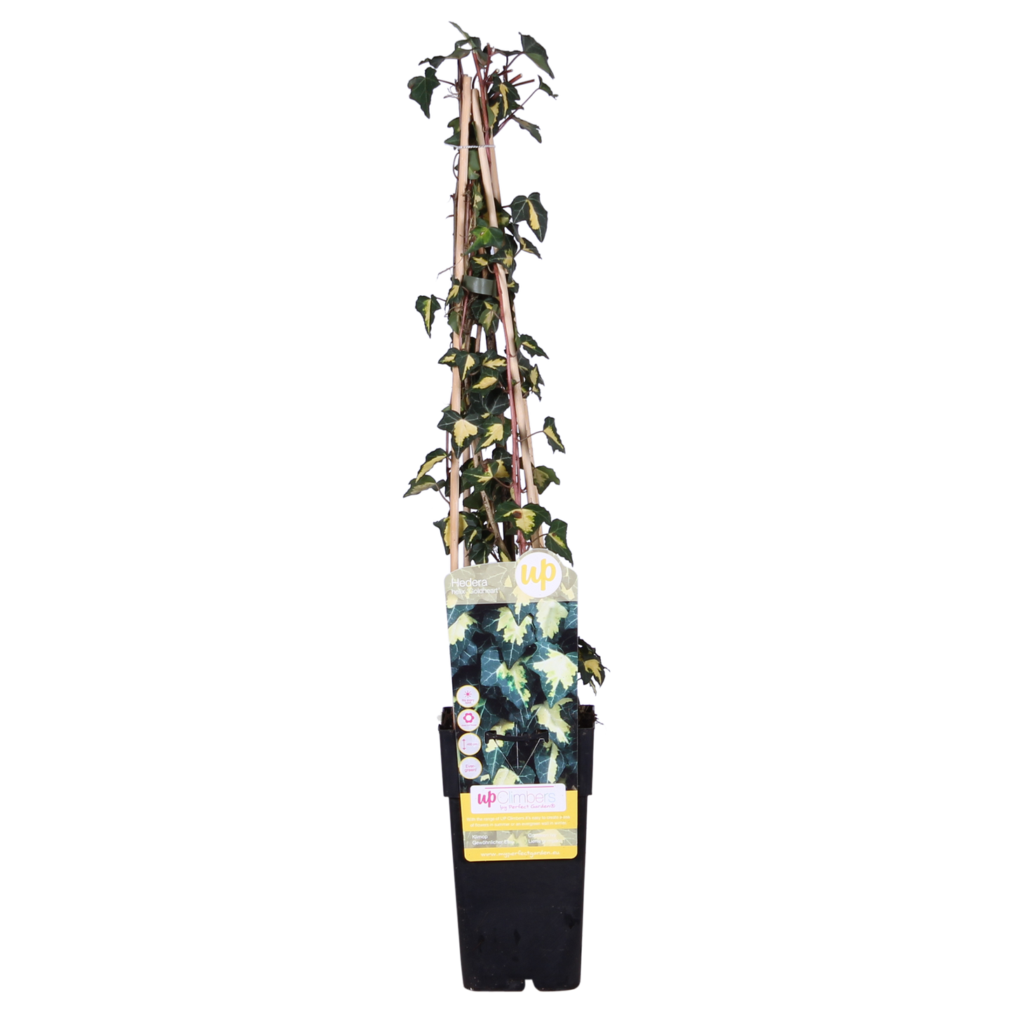 Hedera helix 'Goldheart' - Ø15cm - ↕65cm bei Pflanzfix24.de - Pflanzfix24.de
