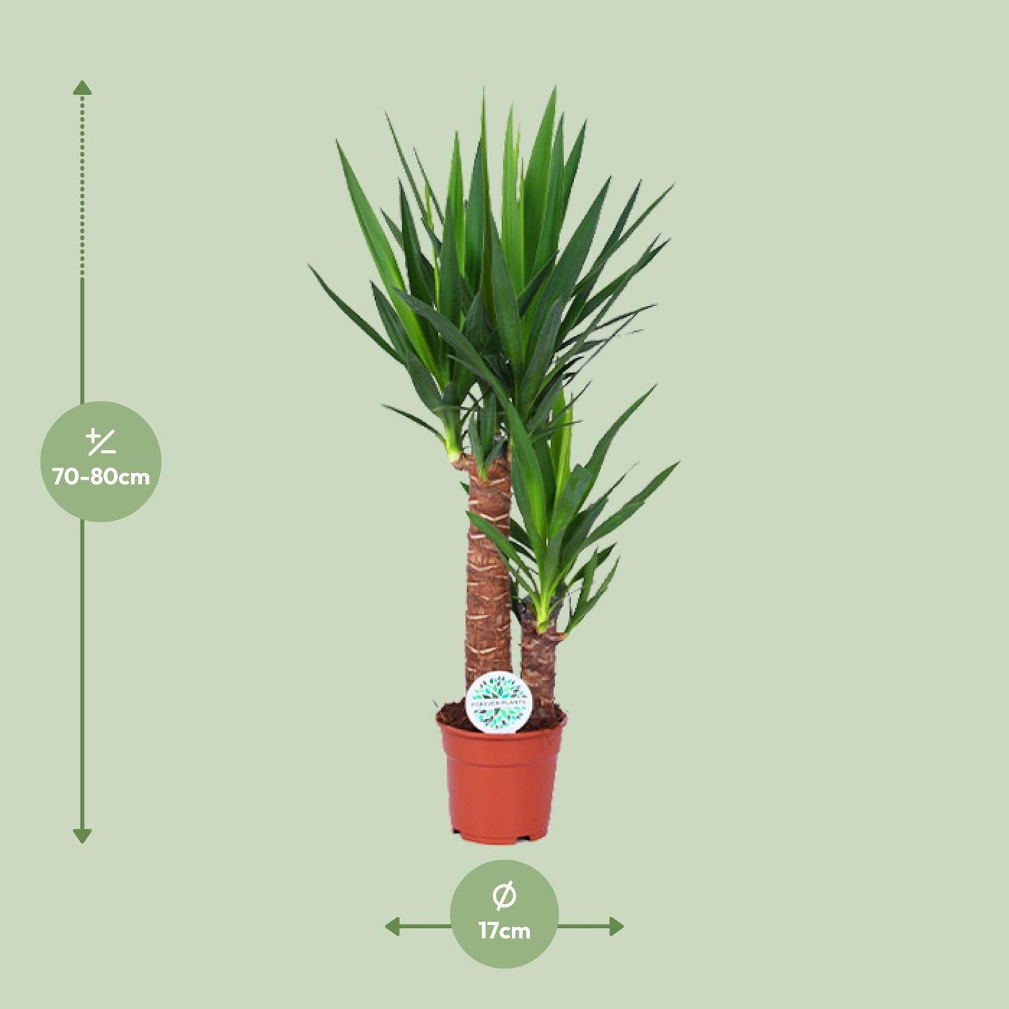 Yucca Pflanze Ø17cm – 80cm hoch | Pflanzfix24.de - Pflanzfix24.de