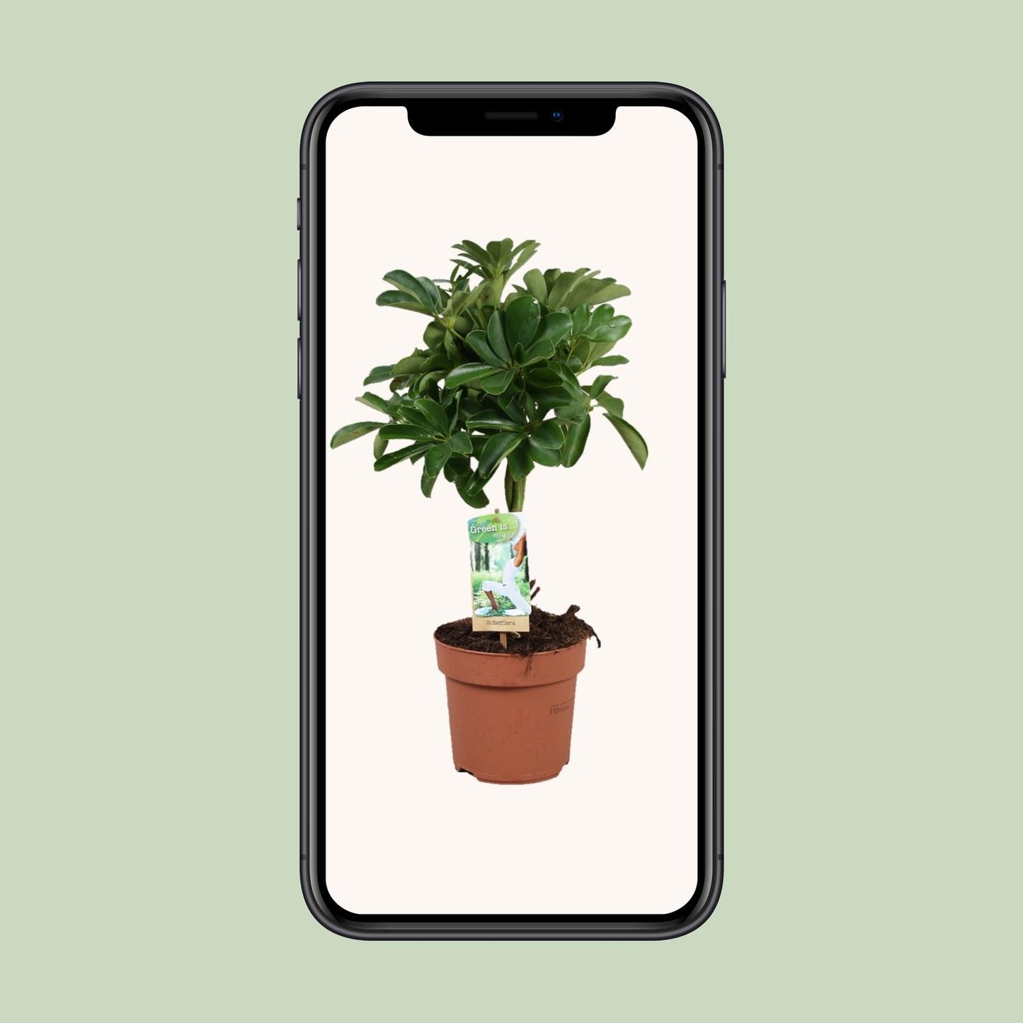 Schefflera Nora - Gevlochten Stam - Ø17cm - ↕60cm - Pflanzfix24