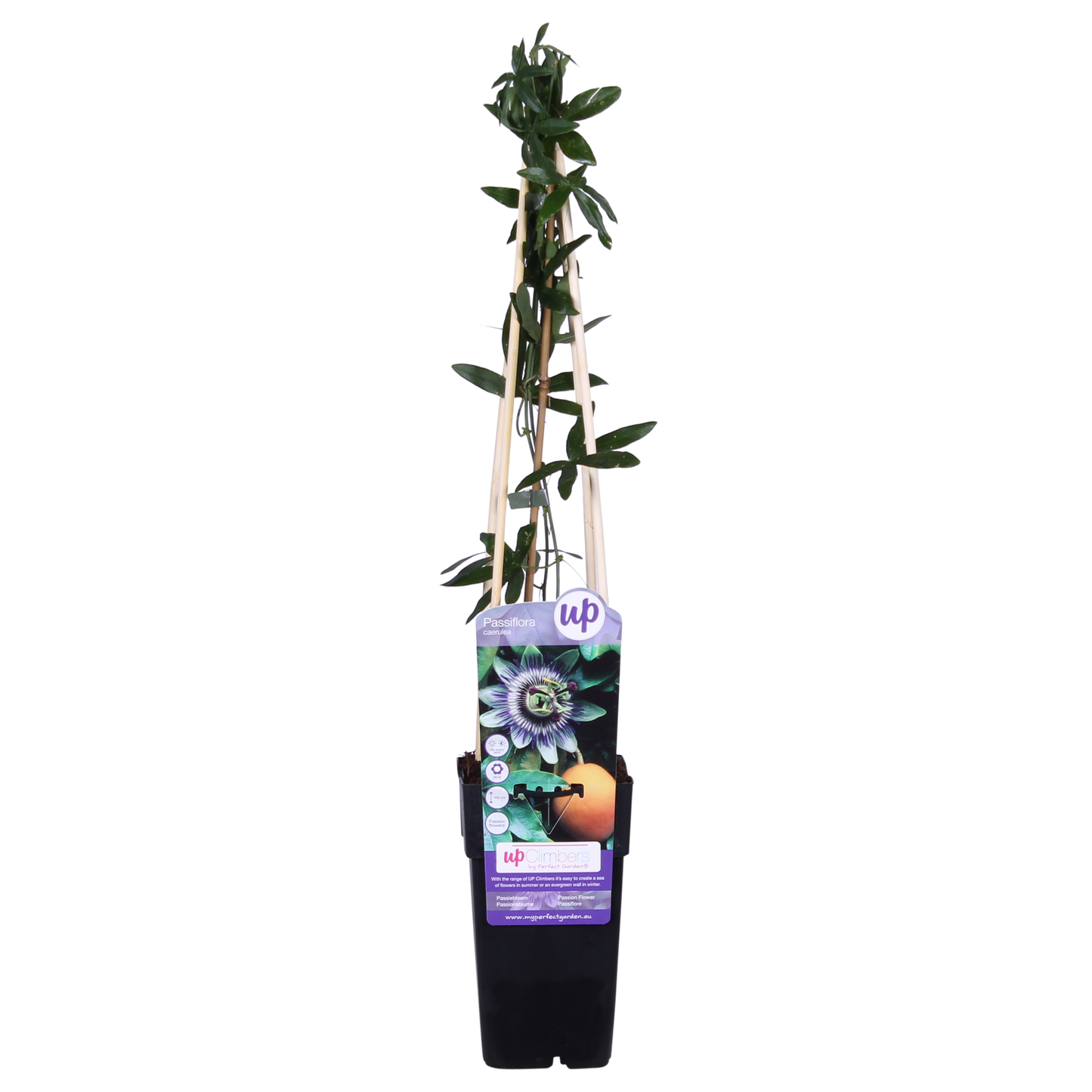 Passiflora caerulea Blau Ø15cm – Winterharte Kletterpflanze | Pflanzfix24.de - Pflanzfix24.de