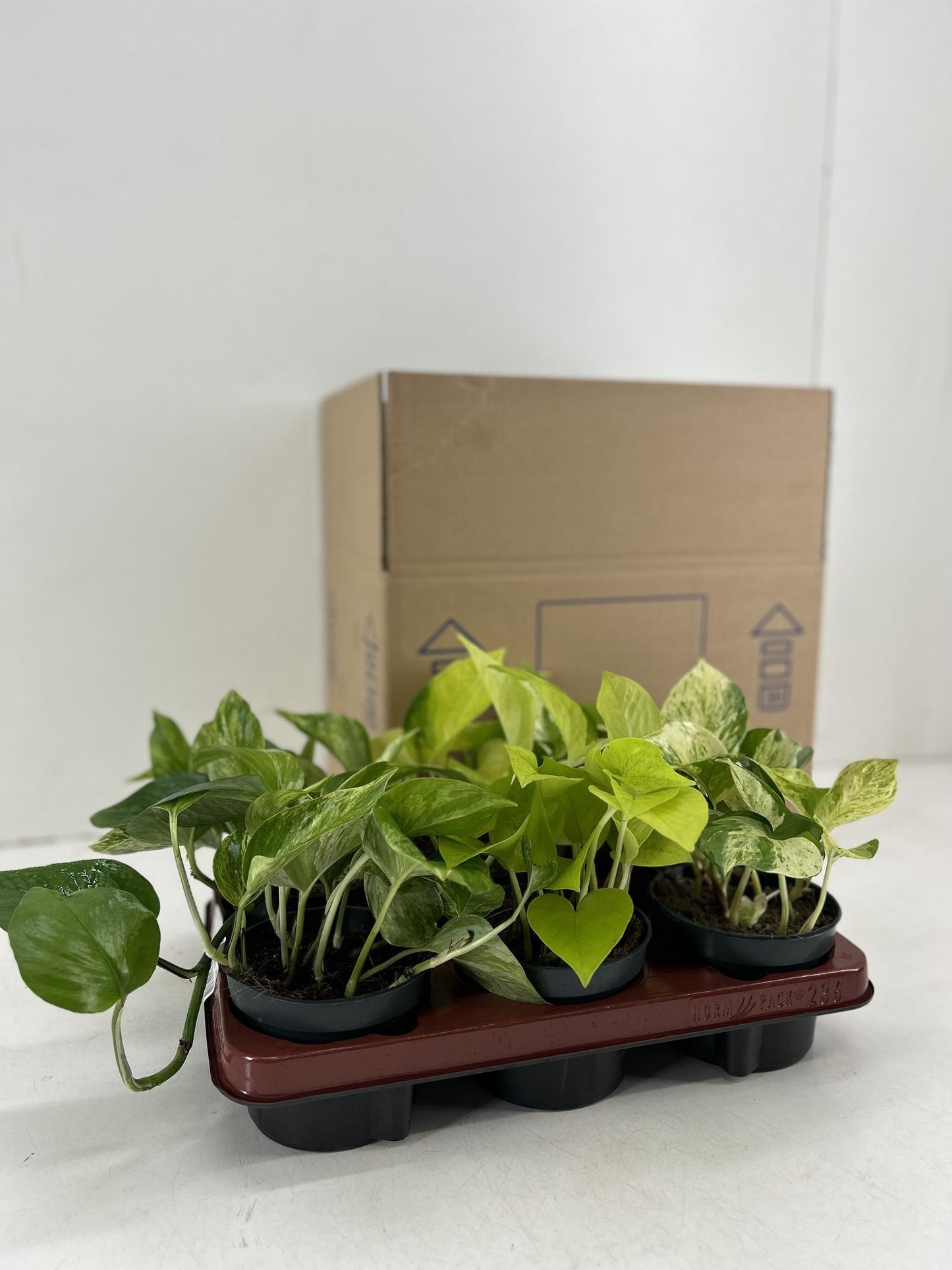 Epipremnum Mix - 6 Stücke - Ø12cm - ↕15cm bei Pflanzfix24.de - Pflanzfix24.de
