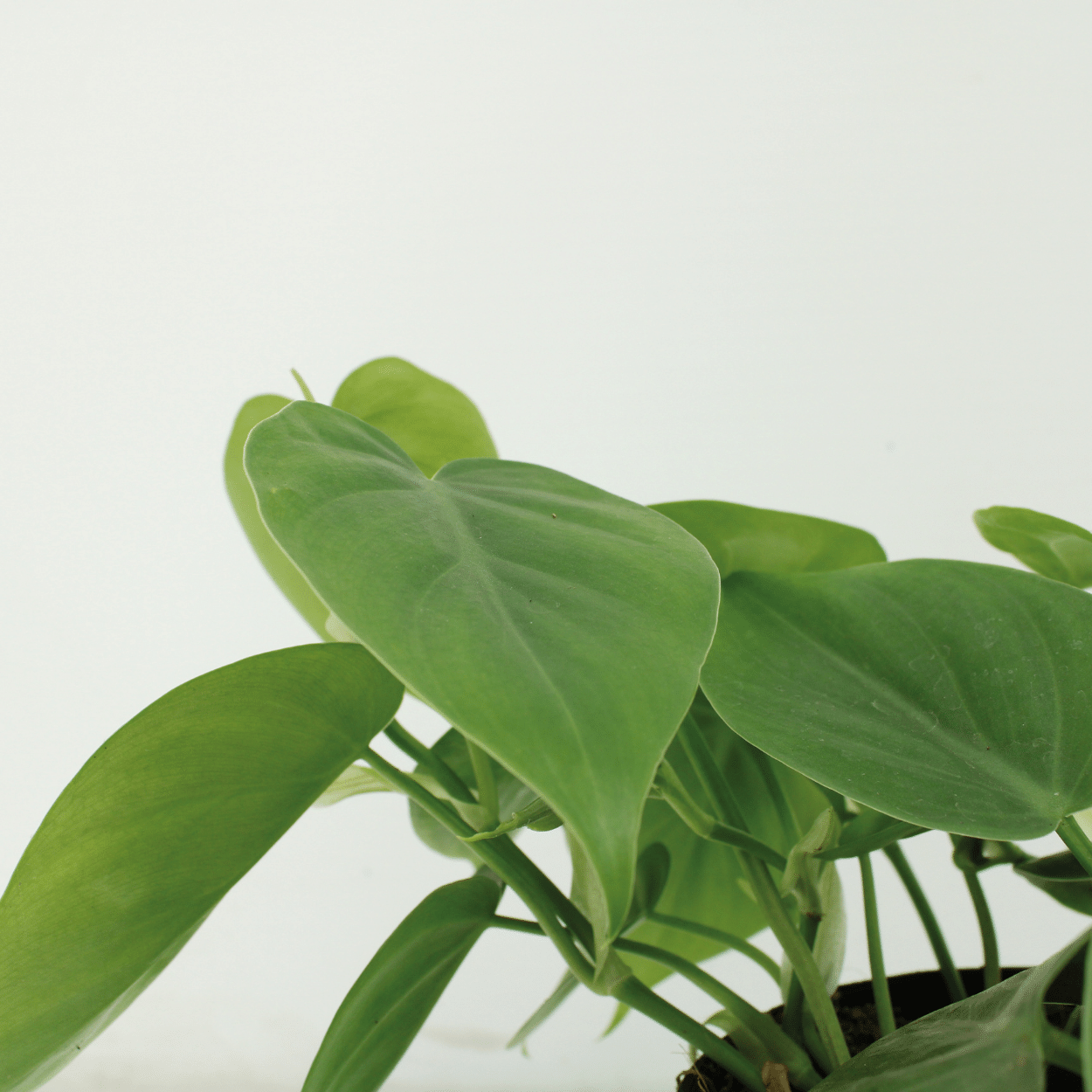 2x Philodendron Scandens - 5cm - ø12 bei Pflanzfix24.de - Pflanzfix24.de