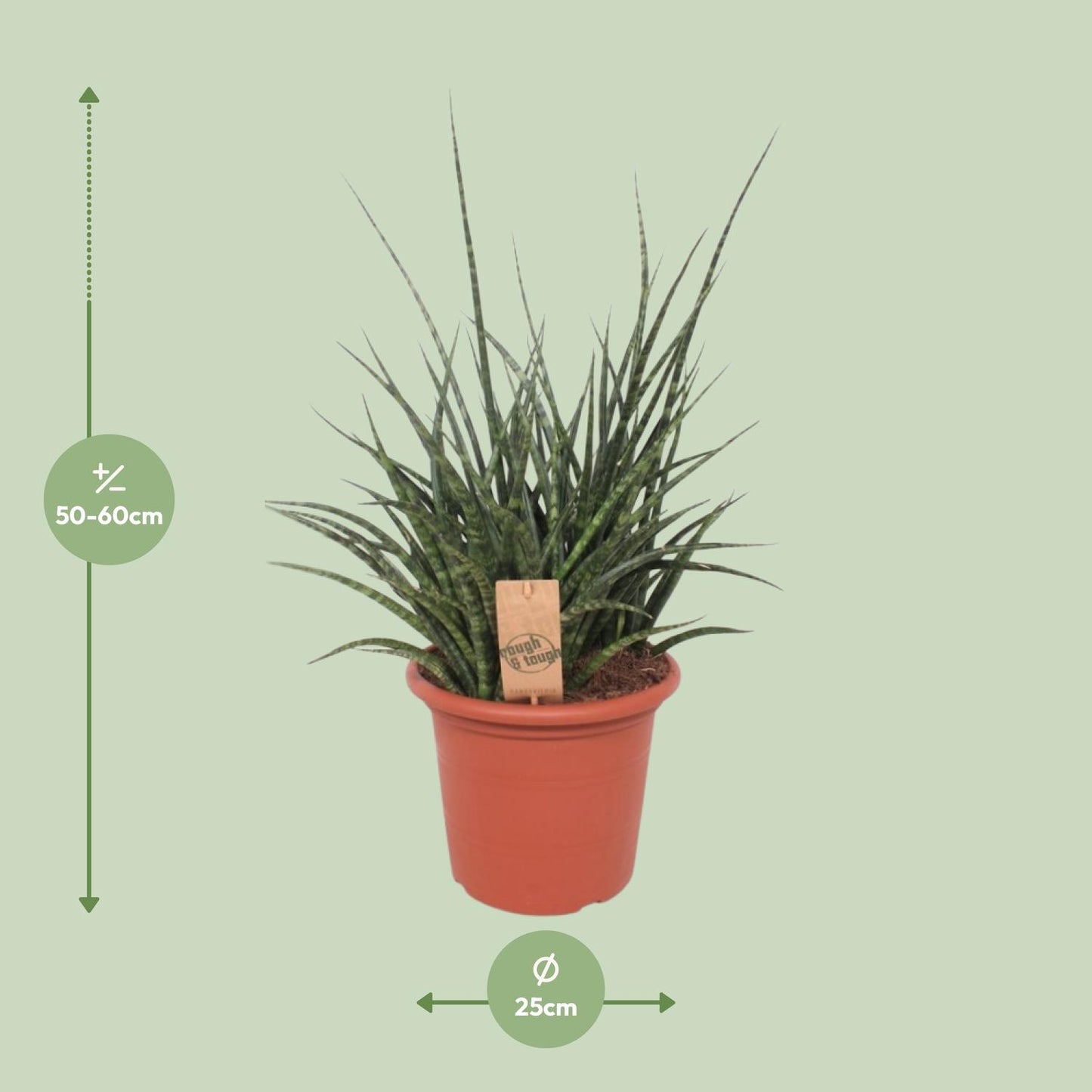 Sansevieria Fernwood Punk - Ø25cm - ↕60cm - Pflanzfix24