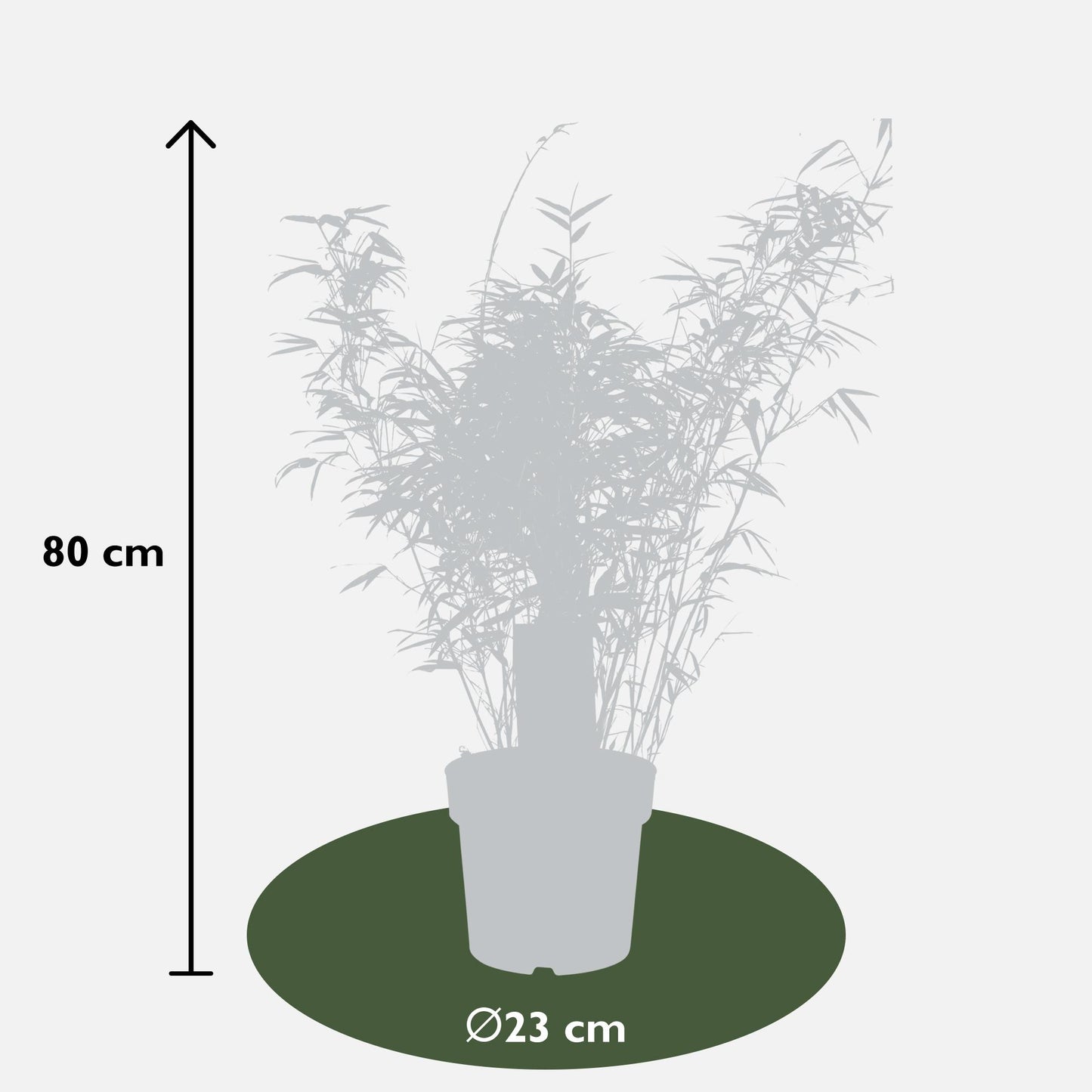 Fargesia rufa - Kompakter Bambus - Ø29cm - Pflanzfix24.de - Pflanzfix24.de