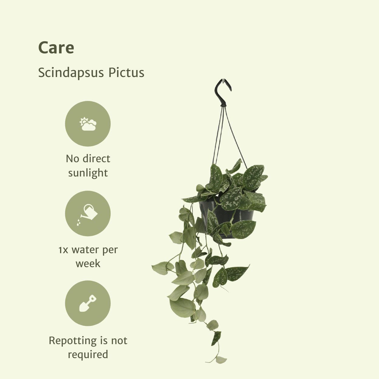 Scindapsus Pictus im 2er-Set – 15cm Topf – Pflanzfix24.de - Pflanzfix24.de