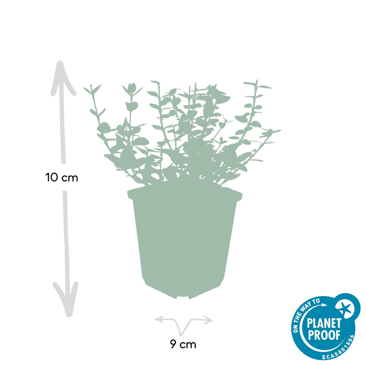 24x Euonymus fort. 'Emerald Gaiety' - ↕10-25cm - Ø9cm - Pflanzfix24